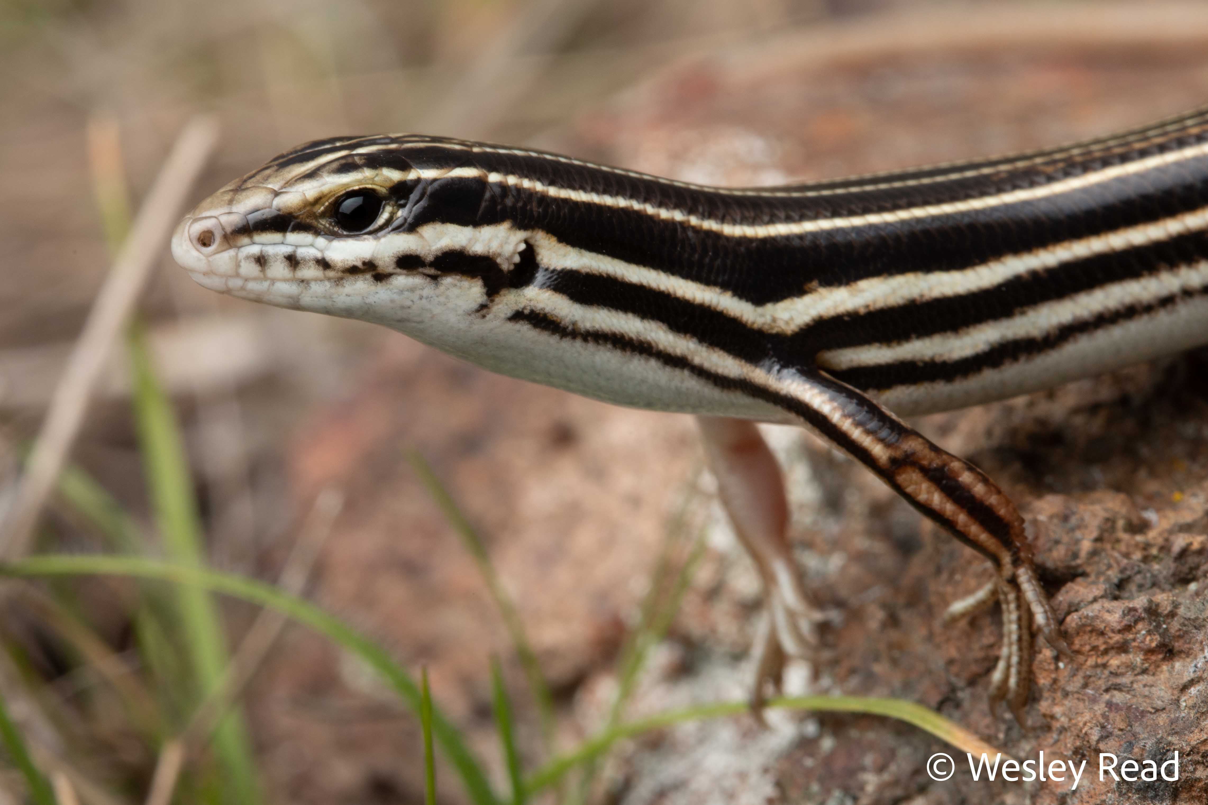 Ctenotus taeniolatus