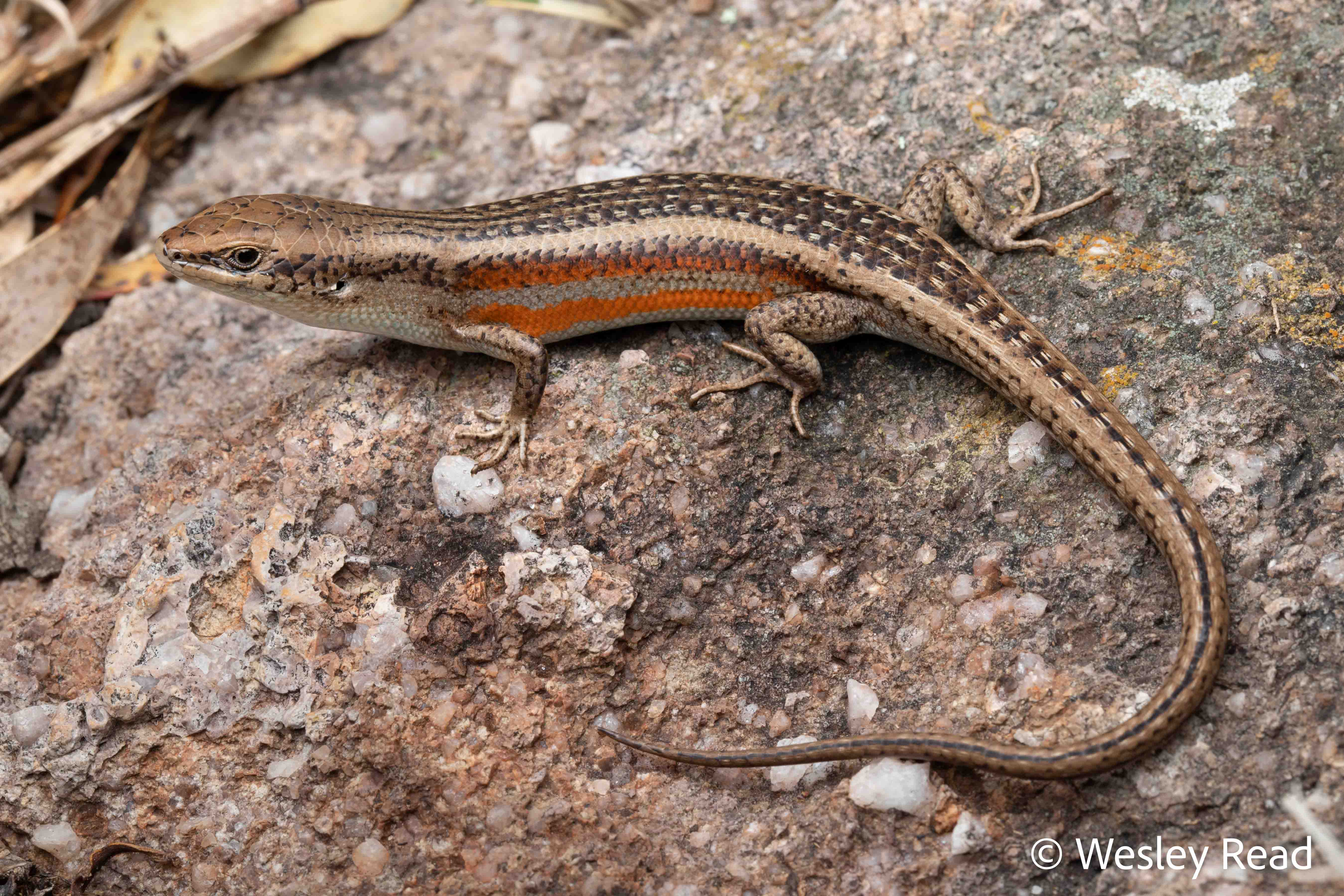 Carlia tetradactyla