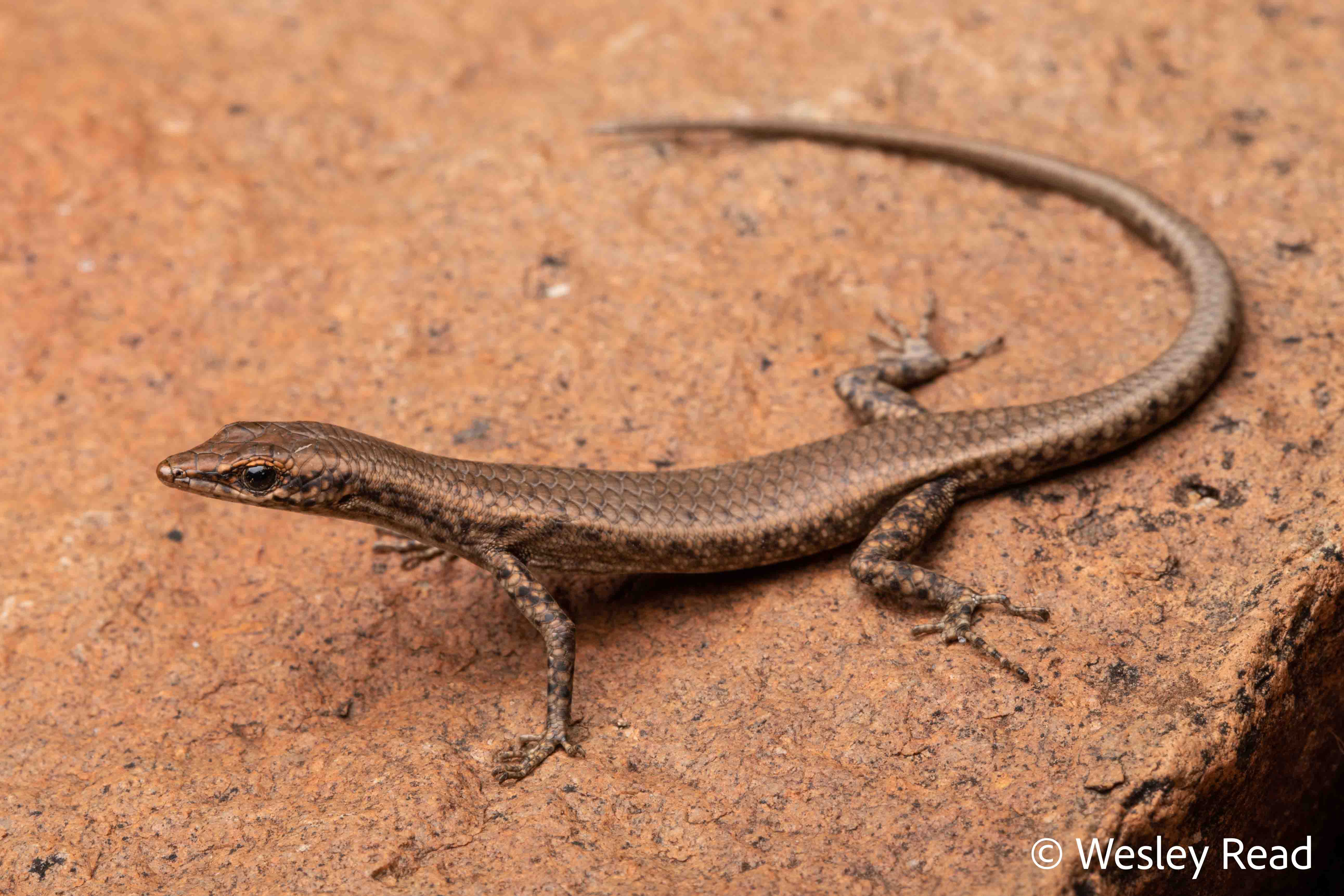 Cryptoblepharus ustulatus