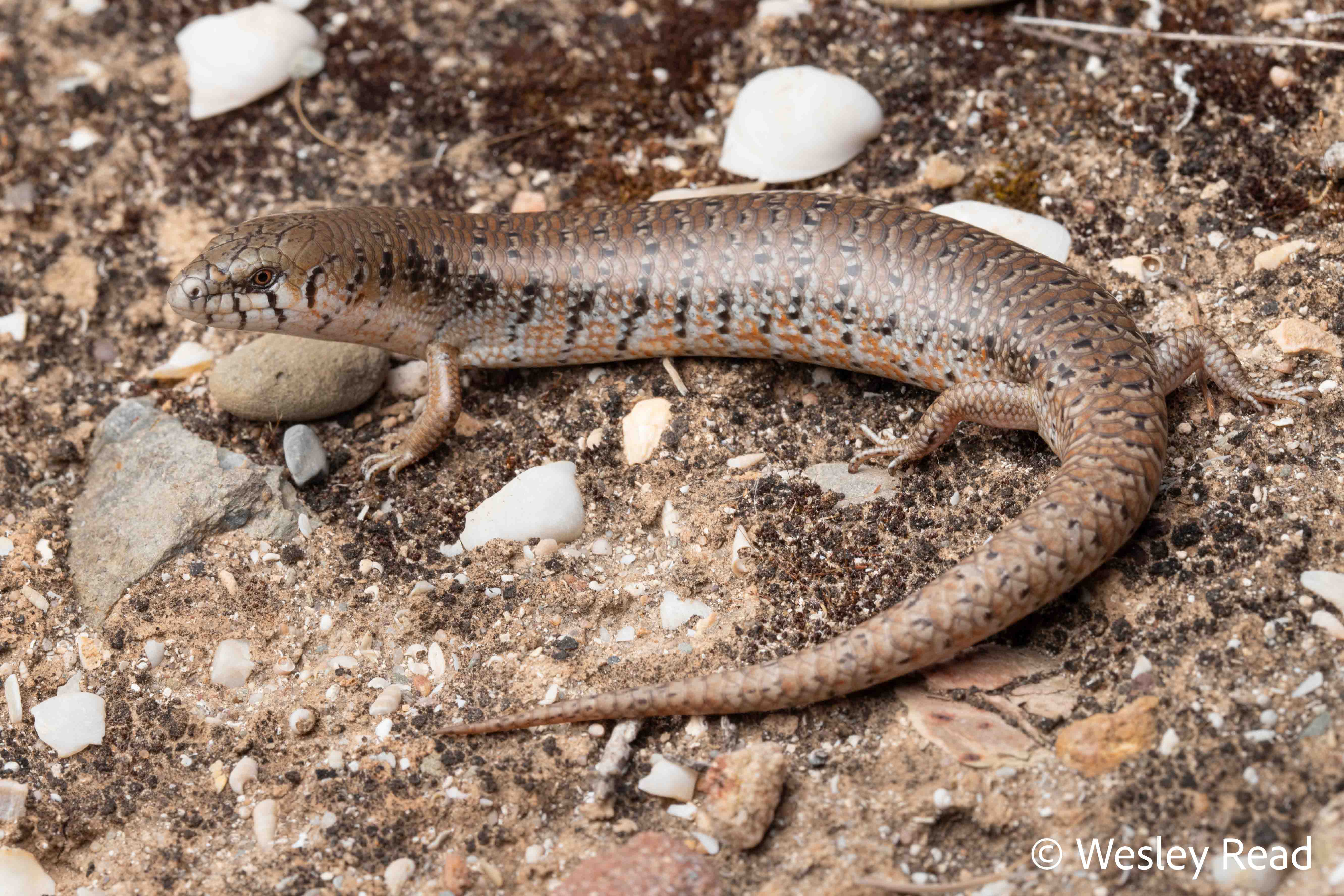 Cyclodomorphus venustus