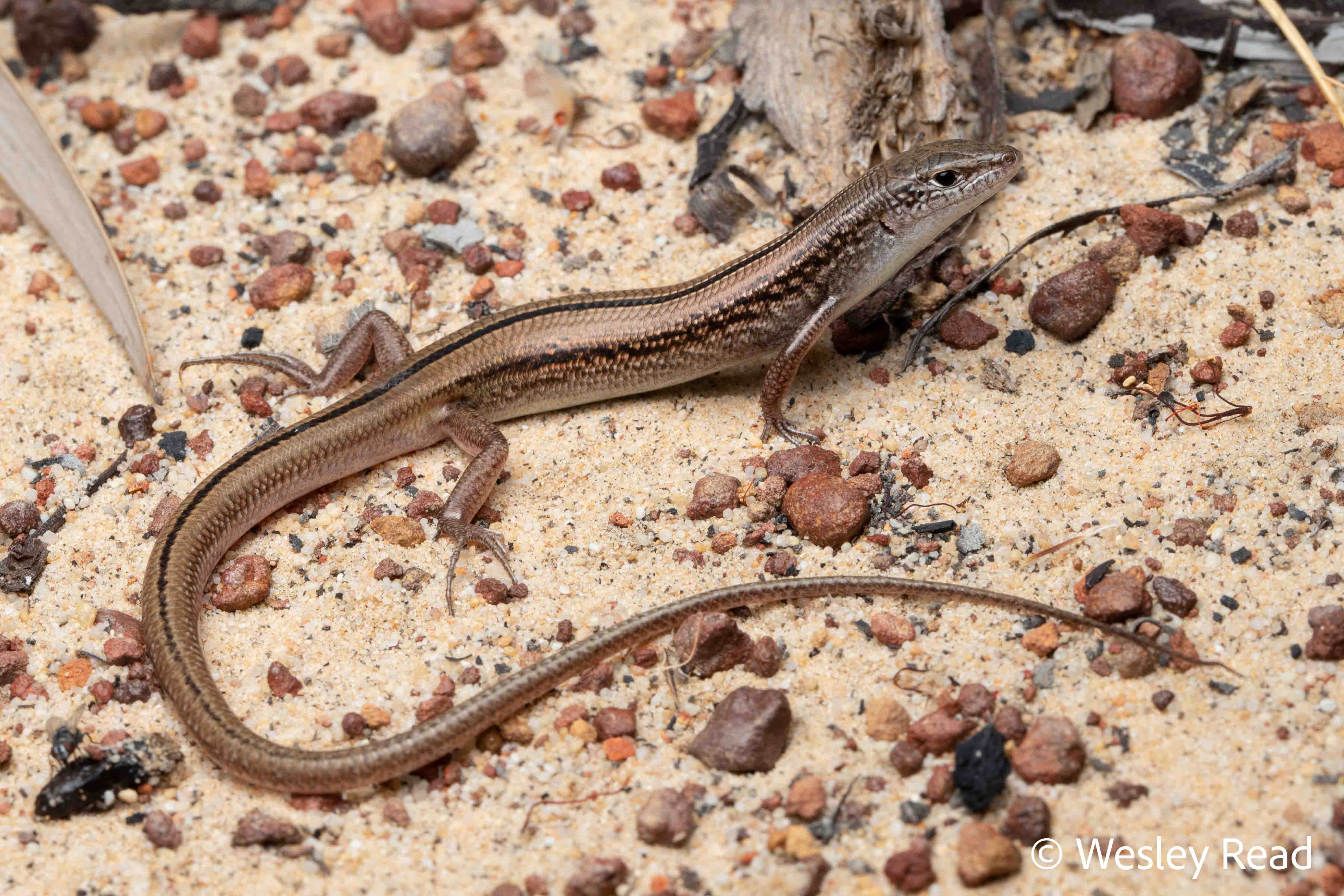Ctenotus vertebralis