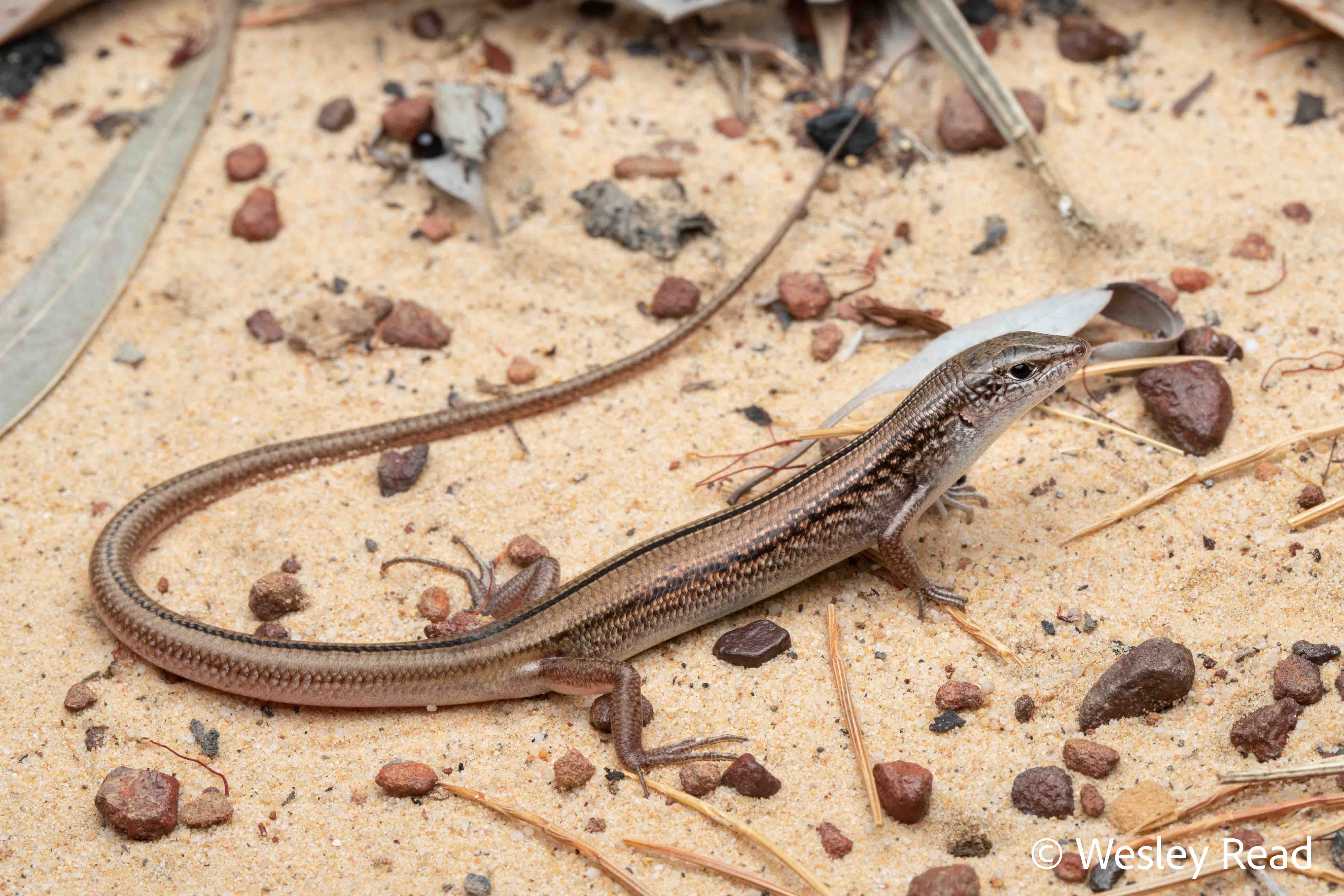 Ctenotus vertebralis