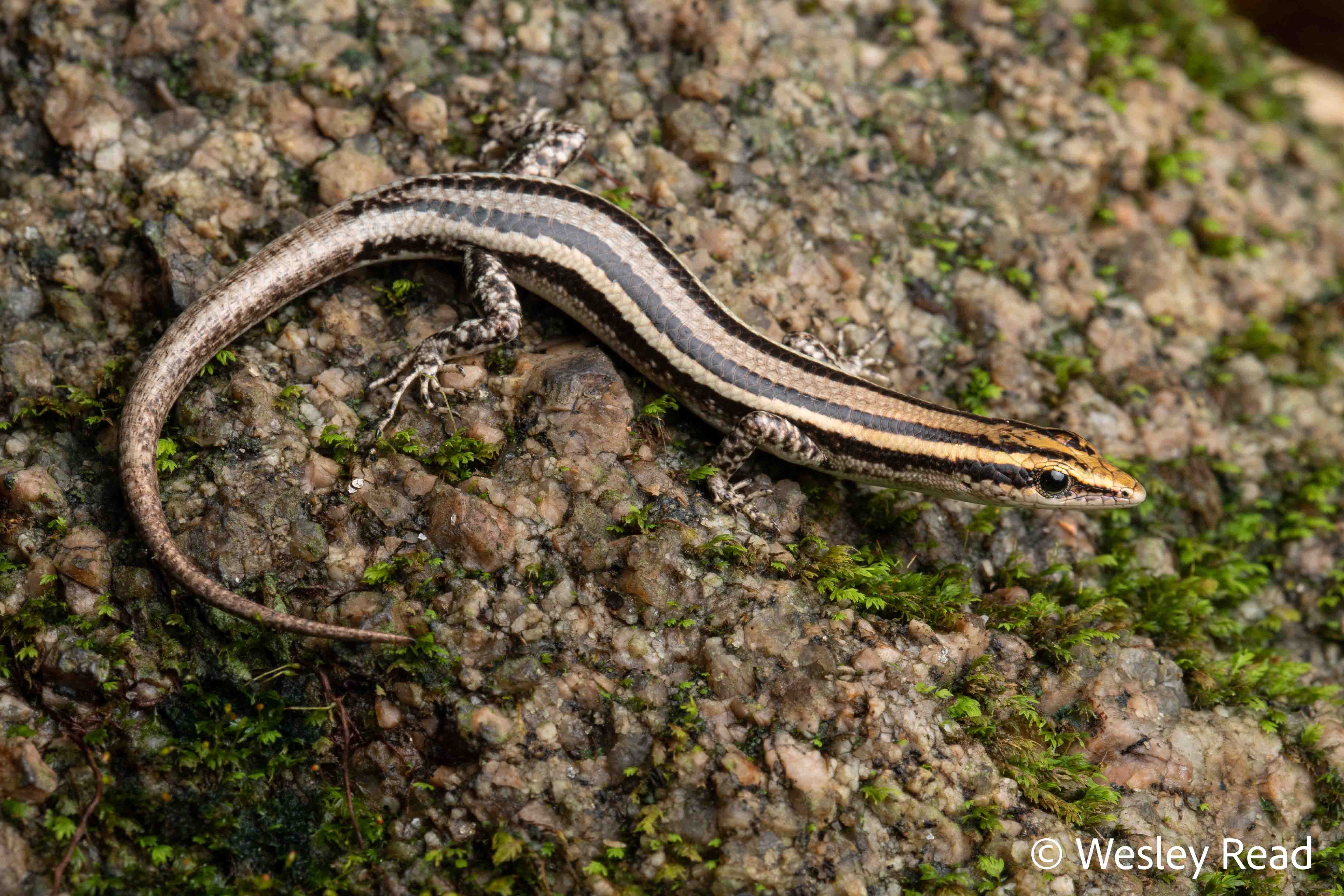 Cryptoblepharus virgatus