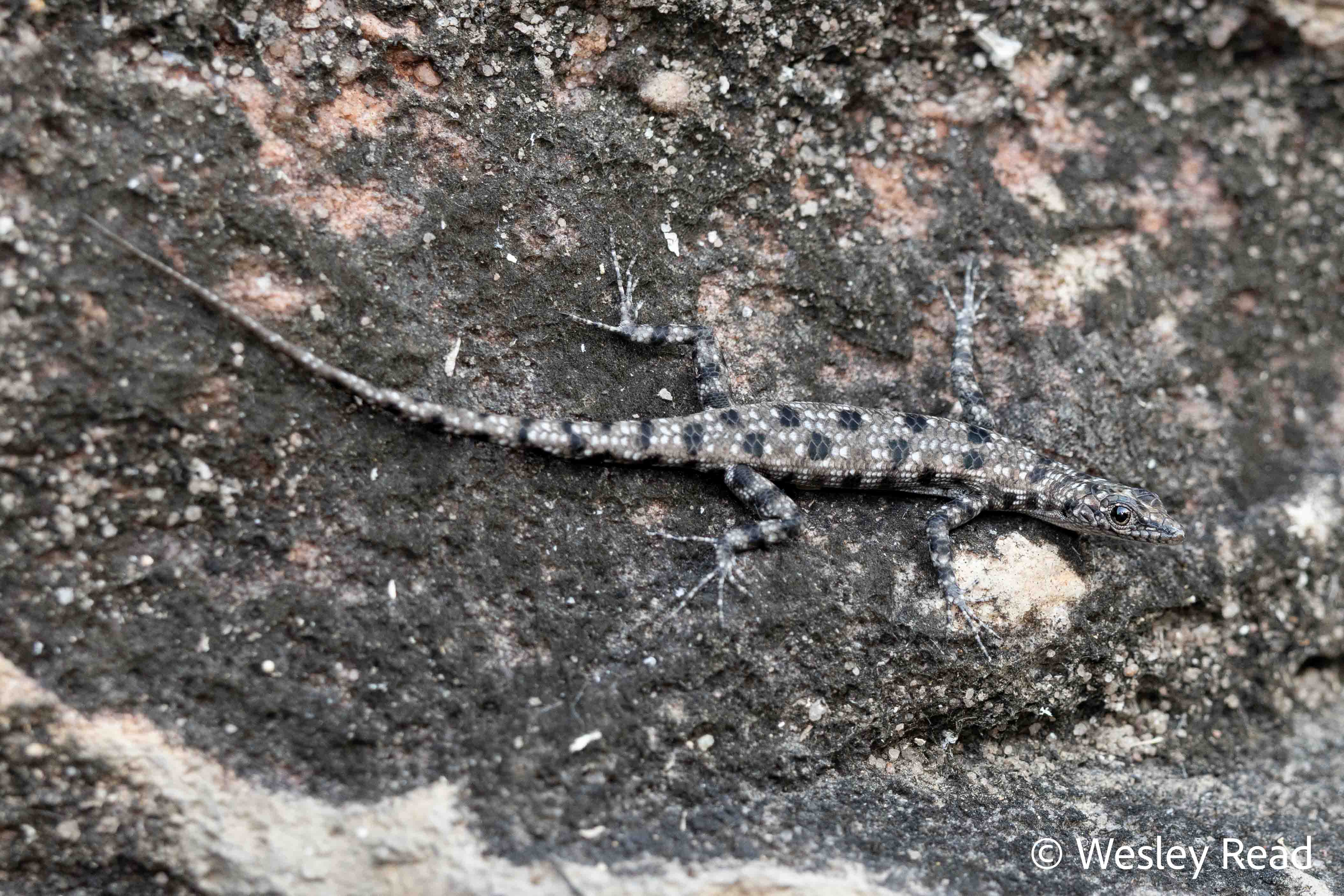 Cryptoblepharus wulbu