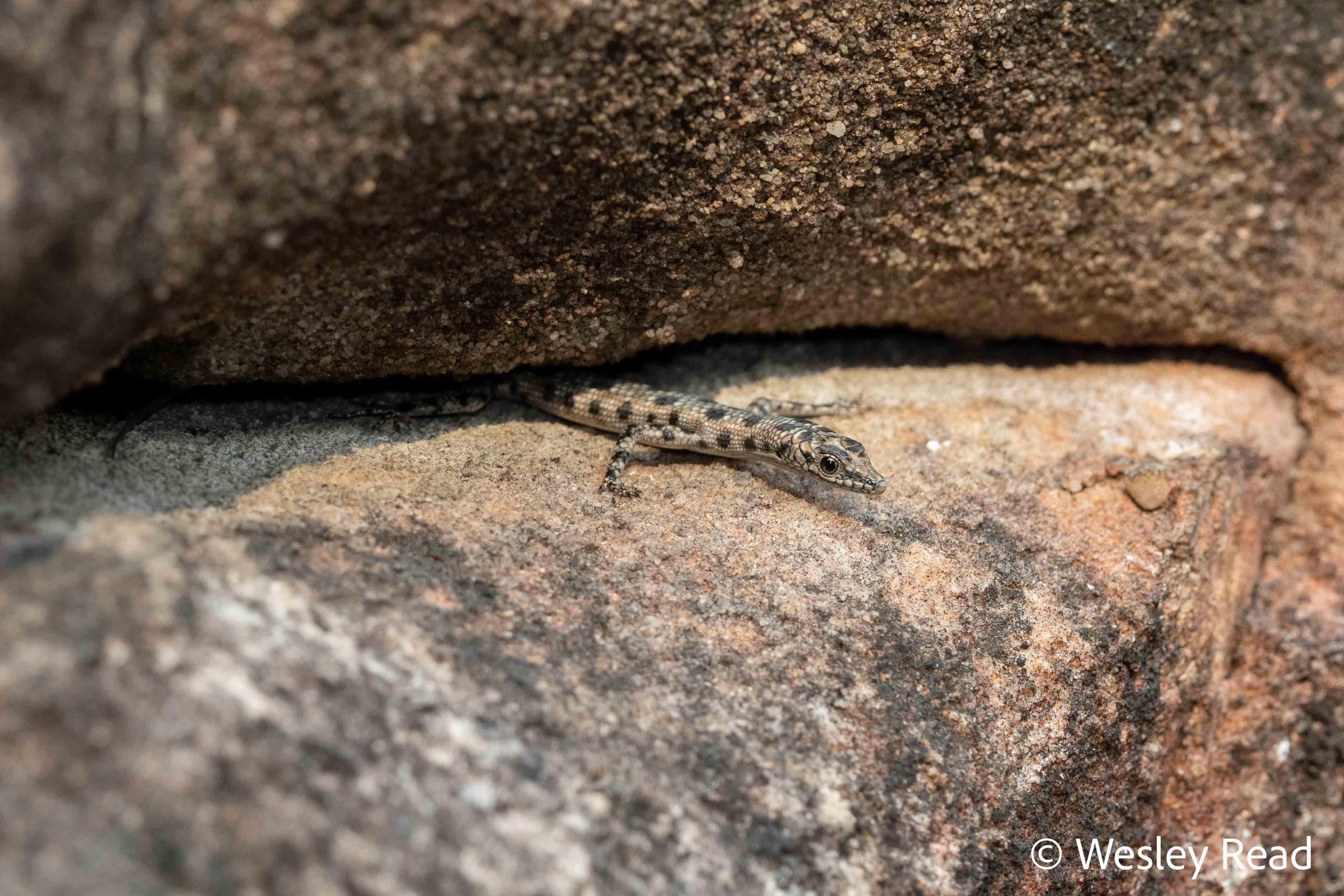 Cryptoblepharus wulbu