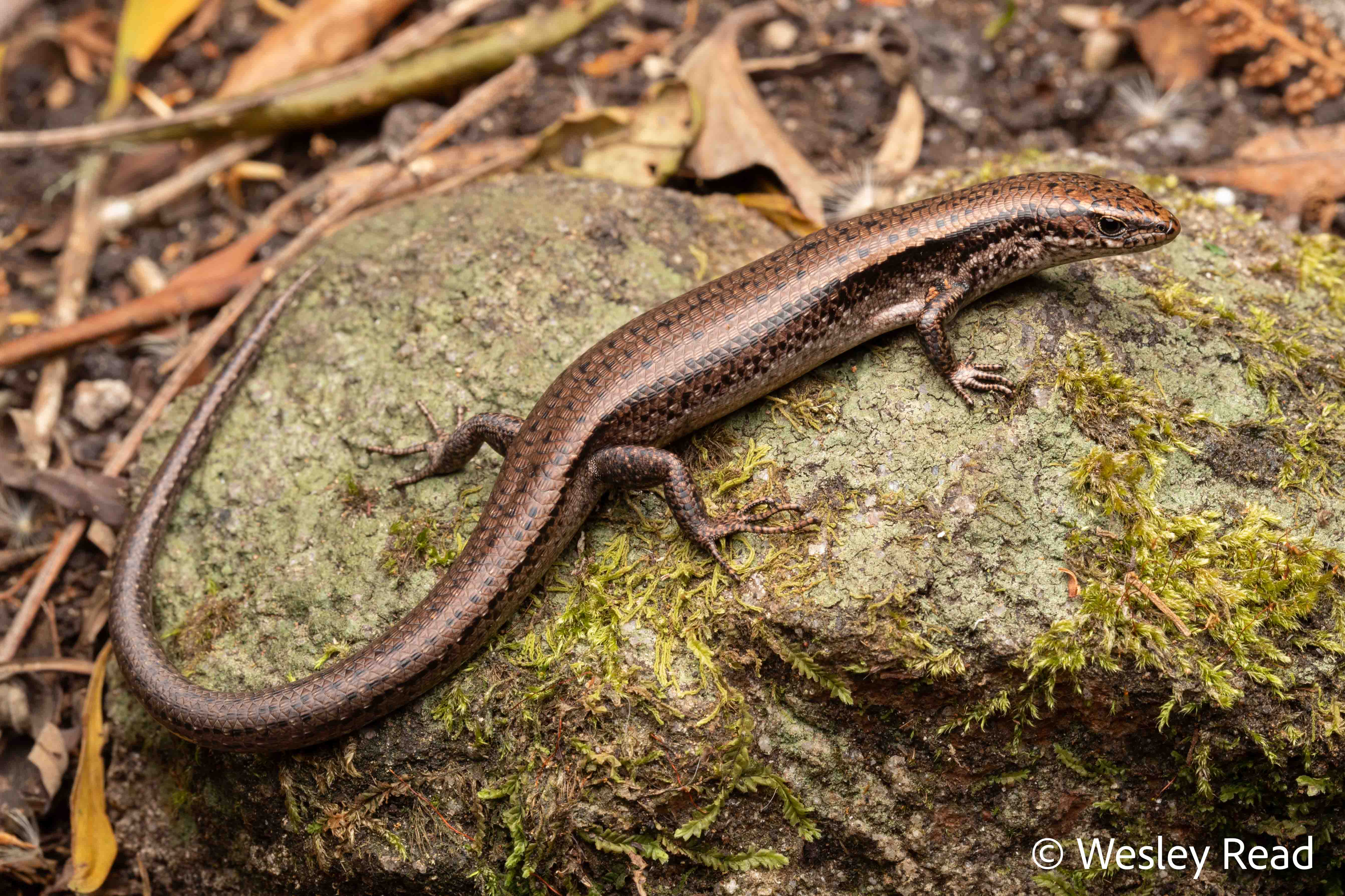 Carinascincus metallicus