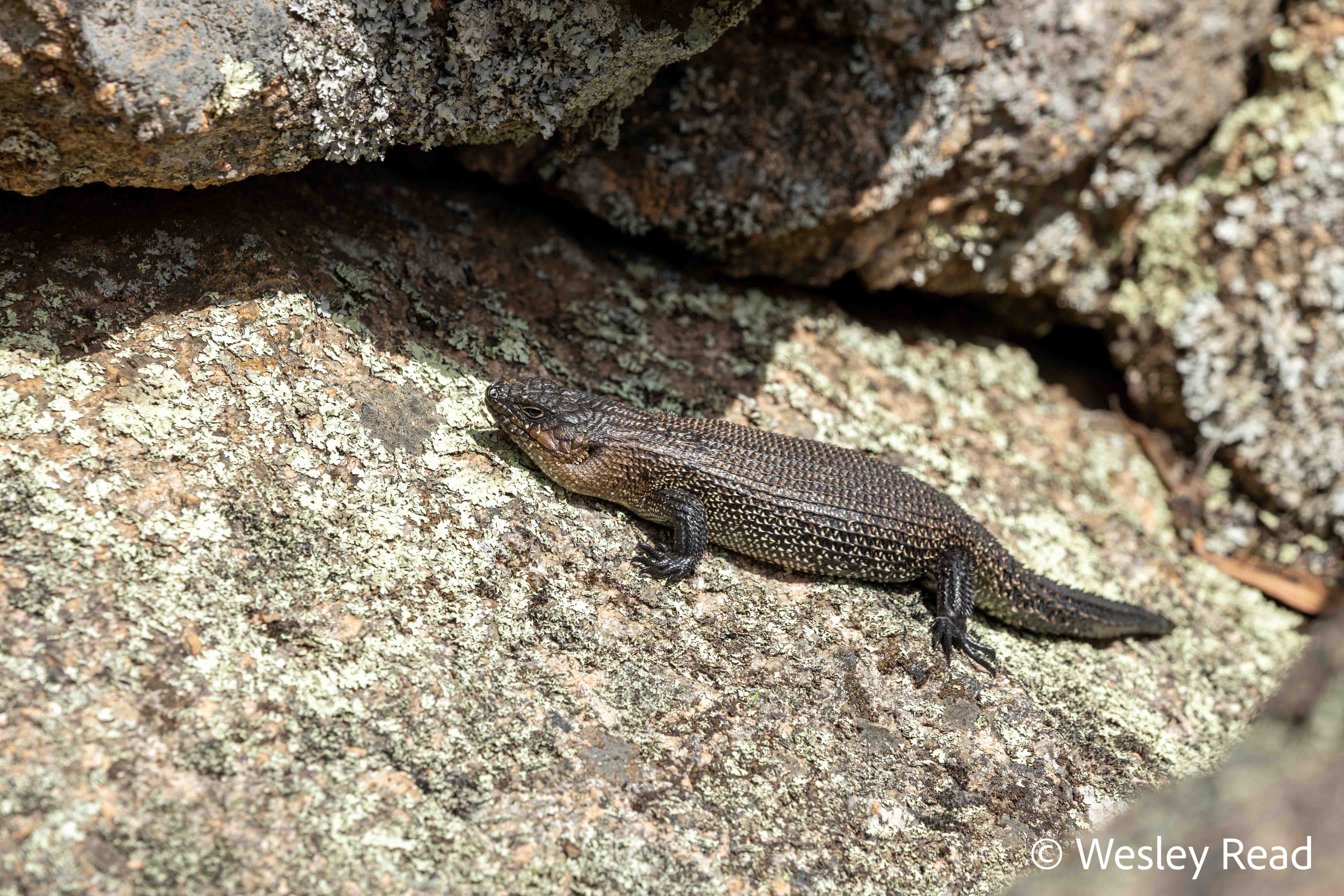 Egernia cunninghami