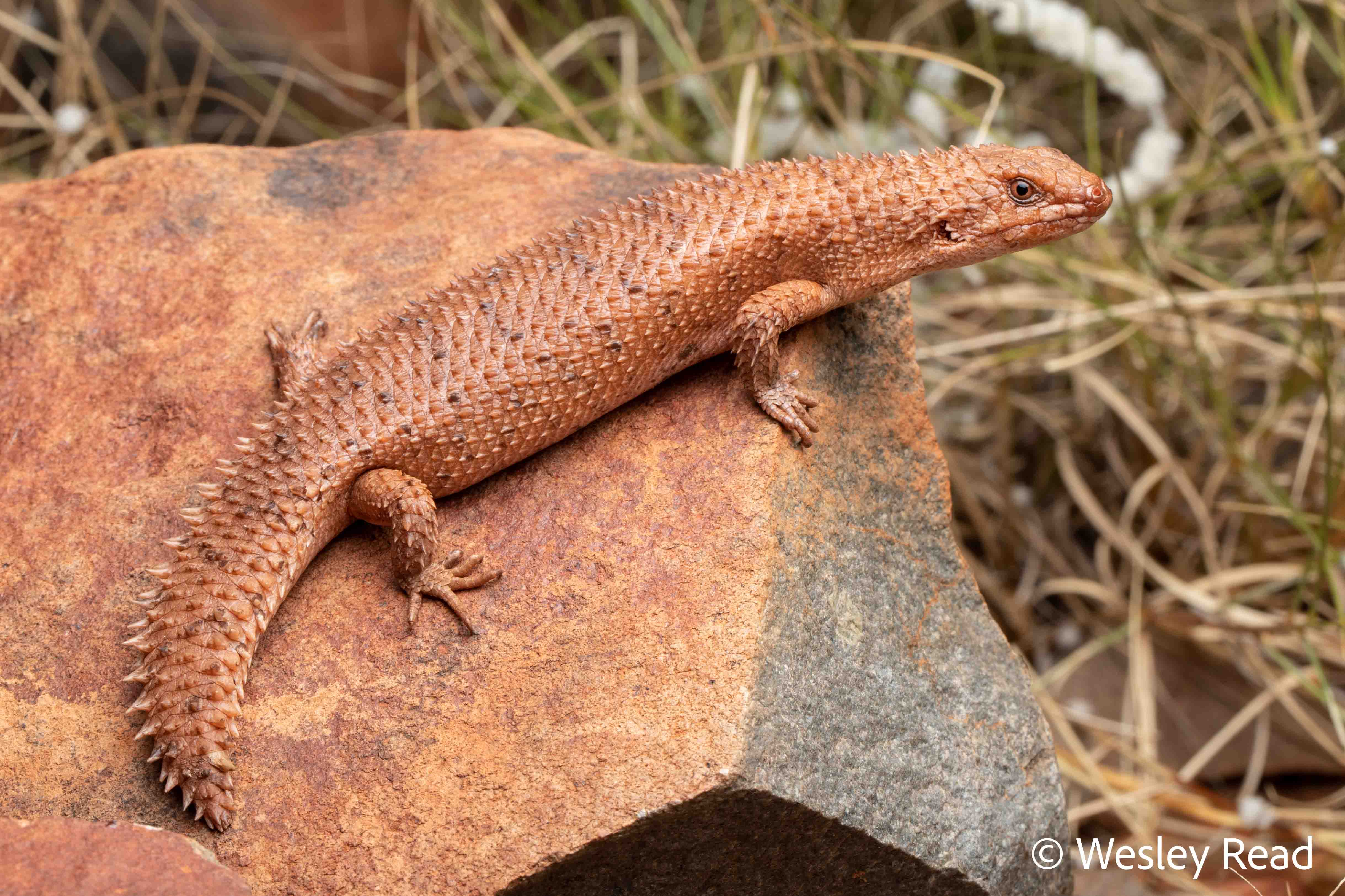 Egernia cygnitos