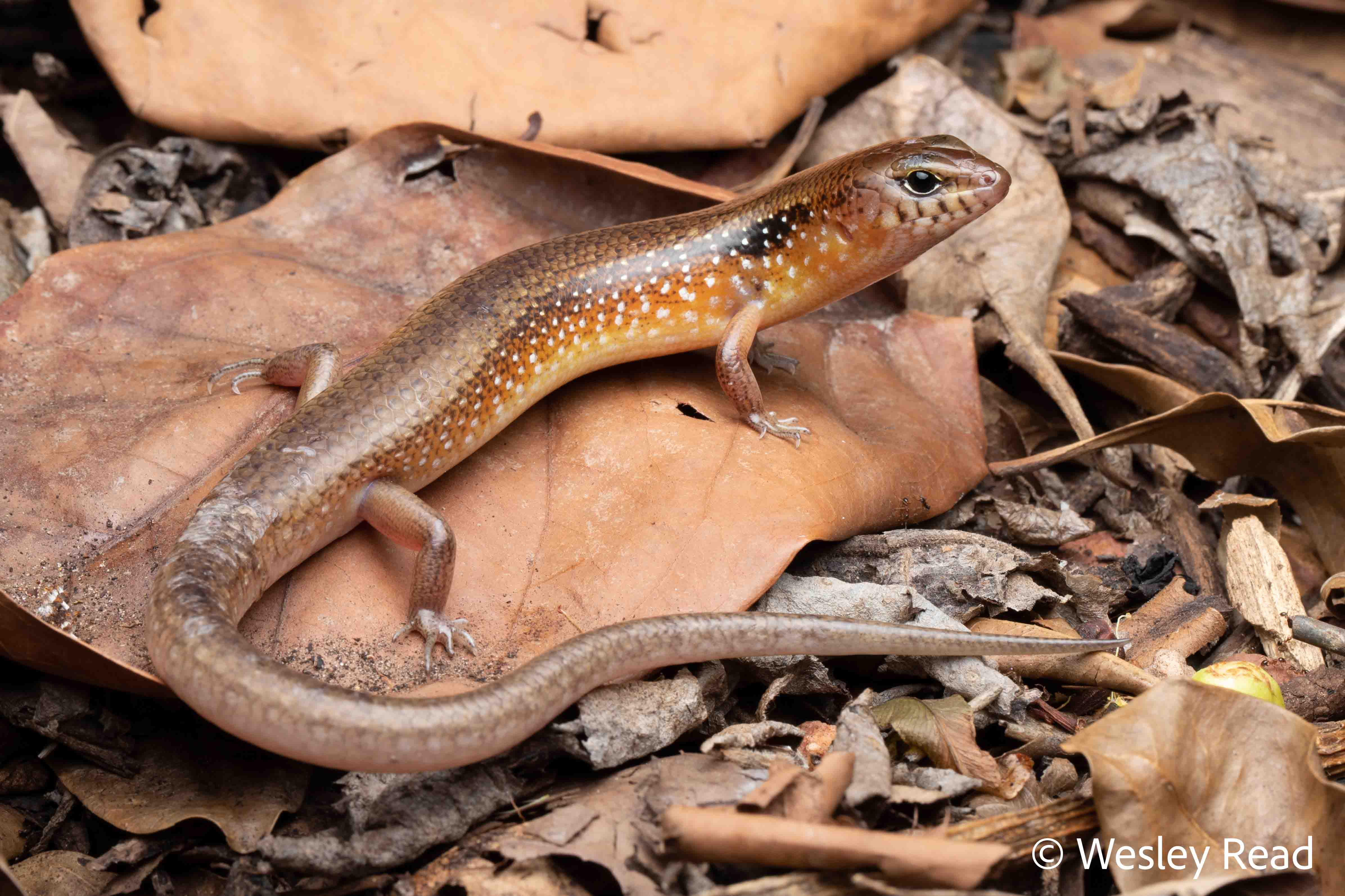 Eremiascincus douglasi