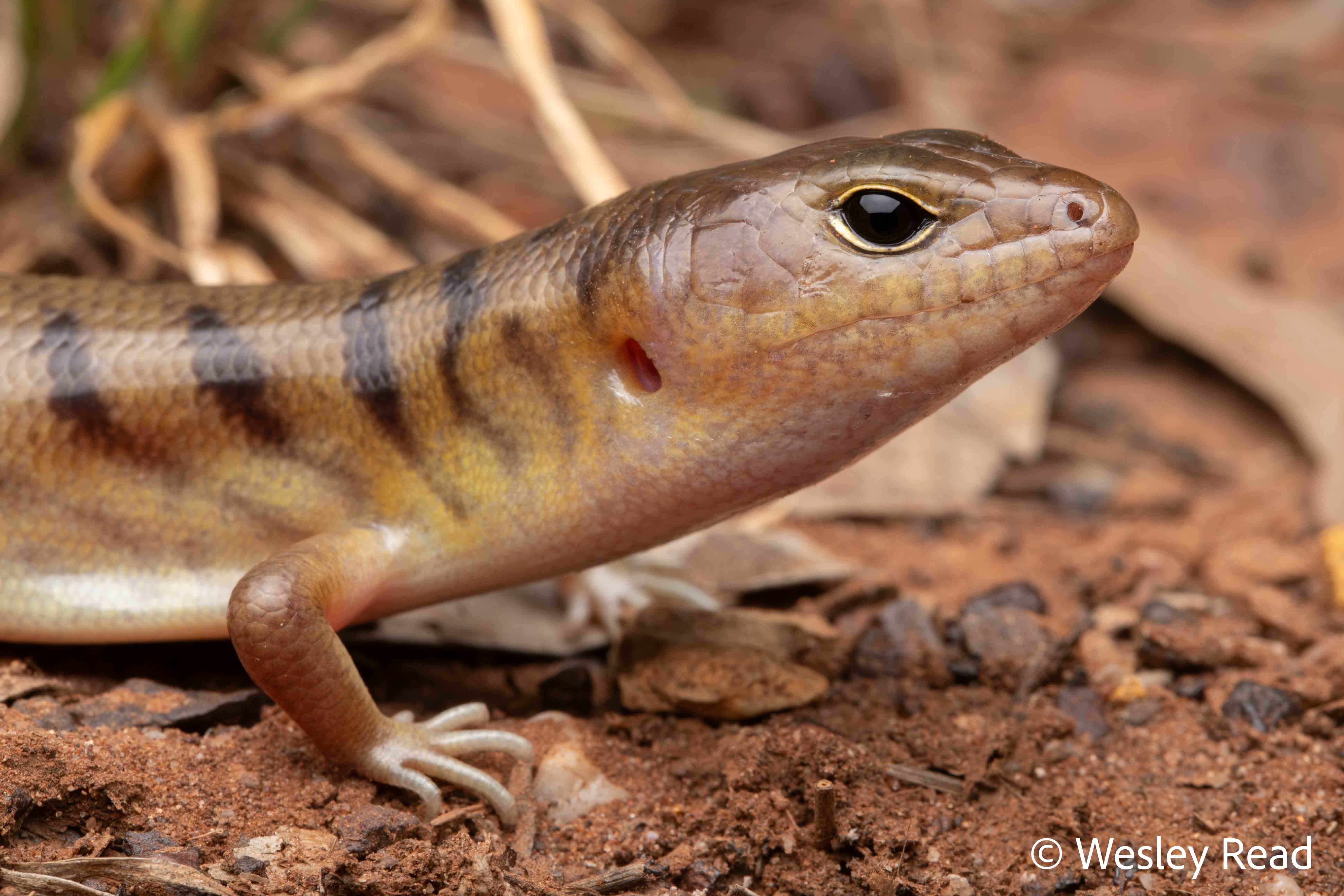 Eremiascincus fasciolatus