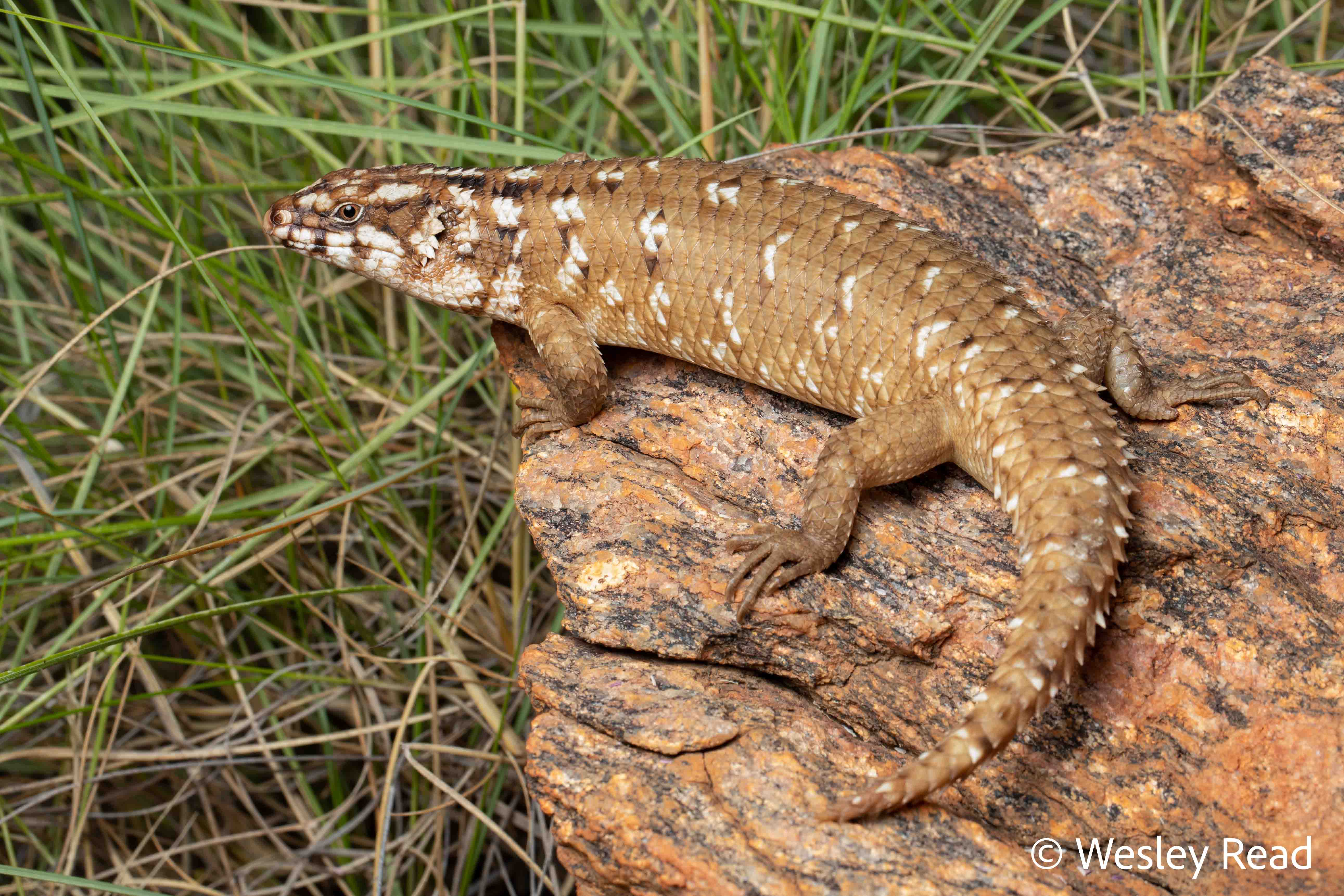 Egernia hosmeri