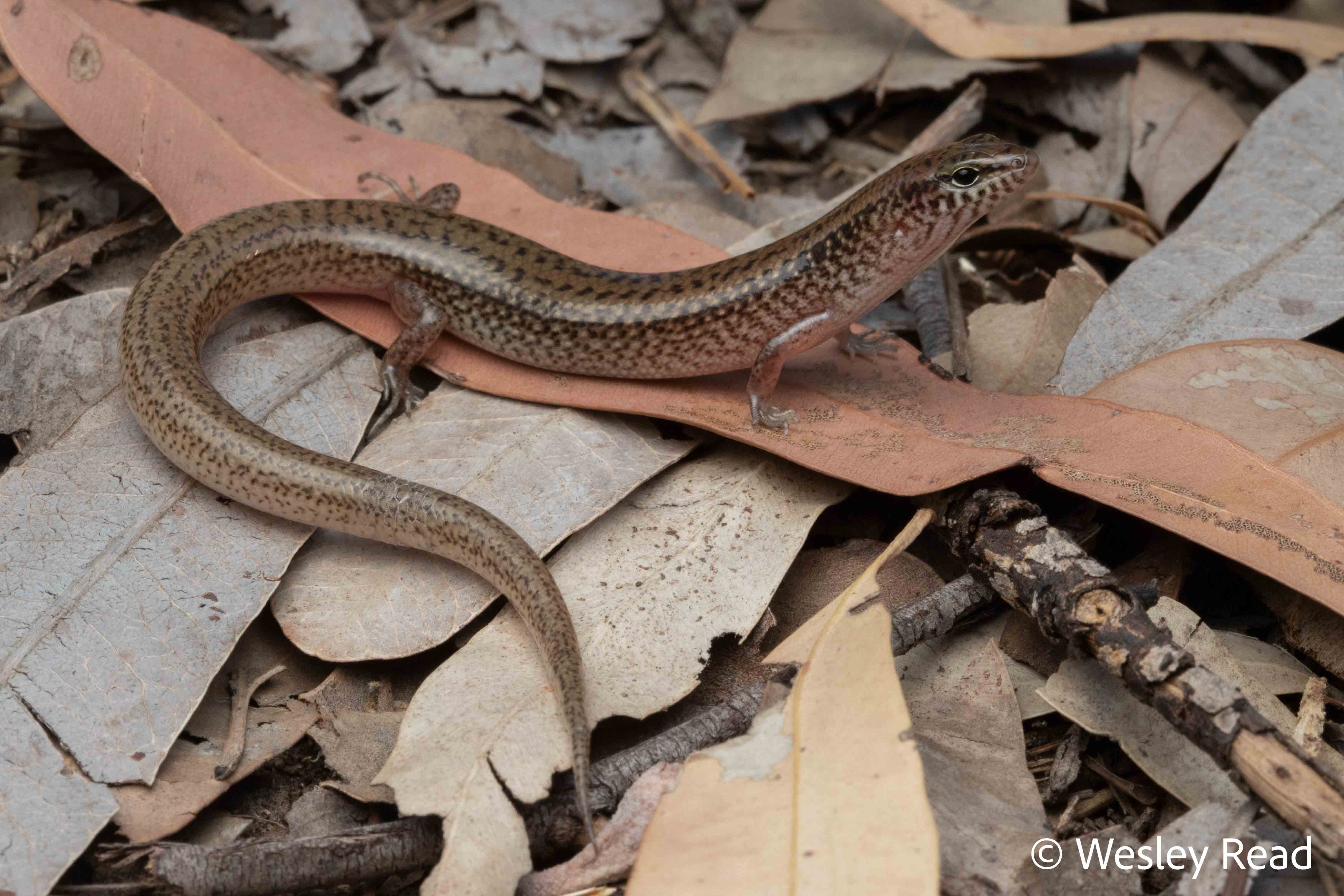Eremiascincus isolepis