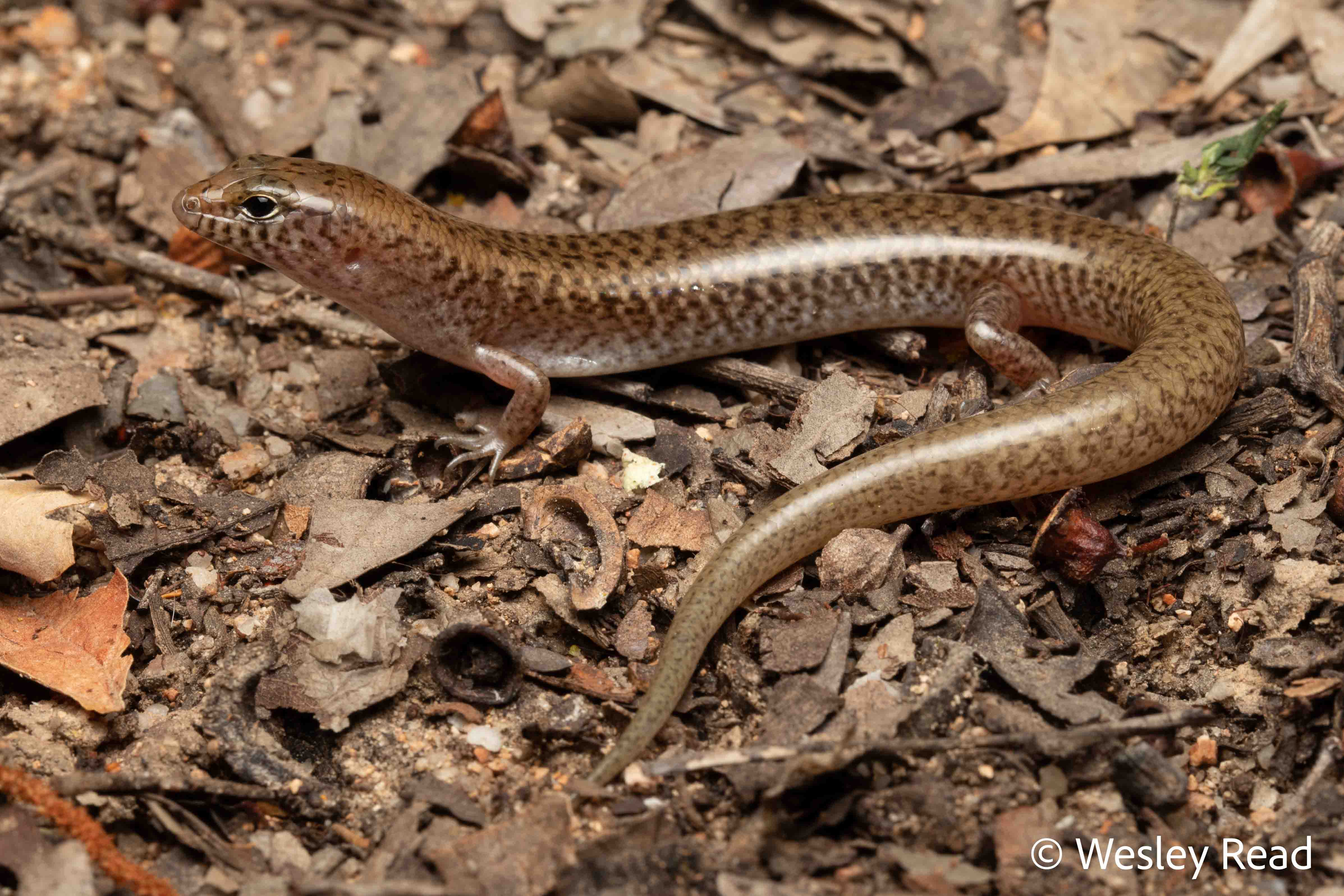 Eremiascincus isolepis