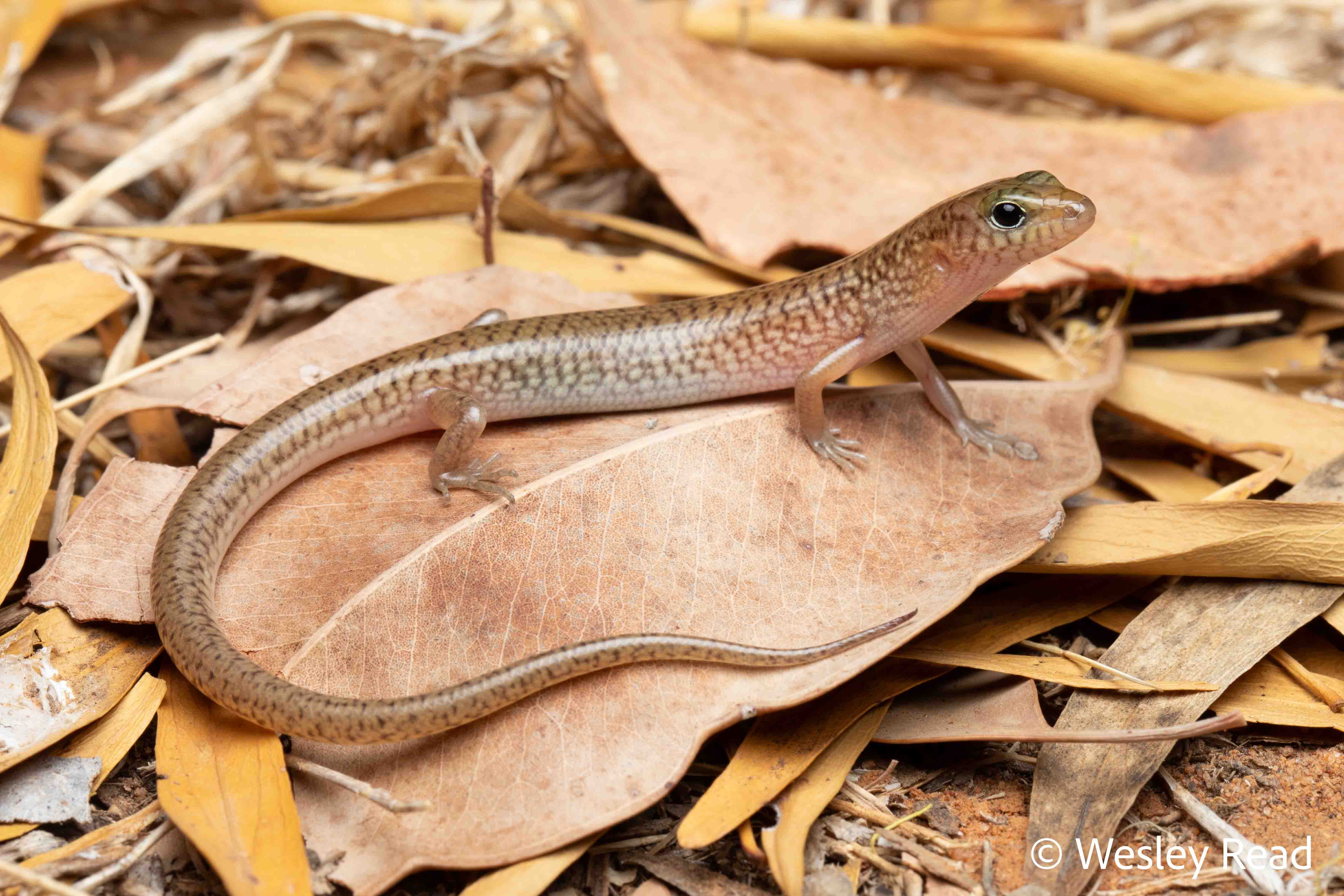 Eremiascincus isolepis
