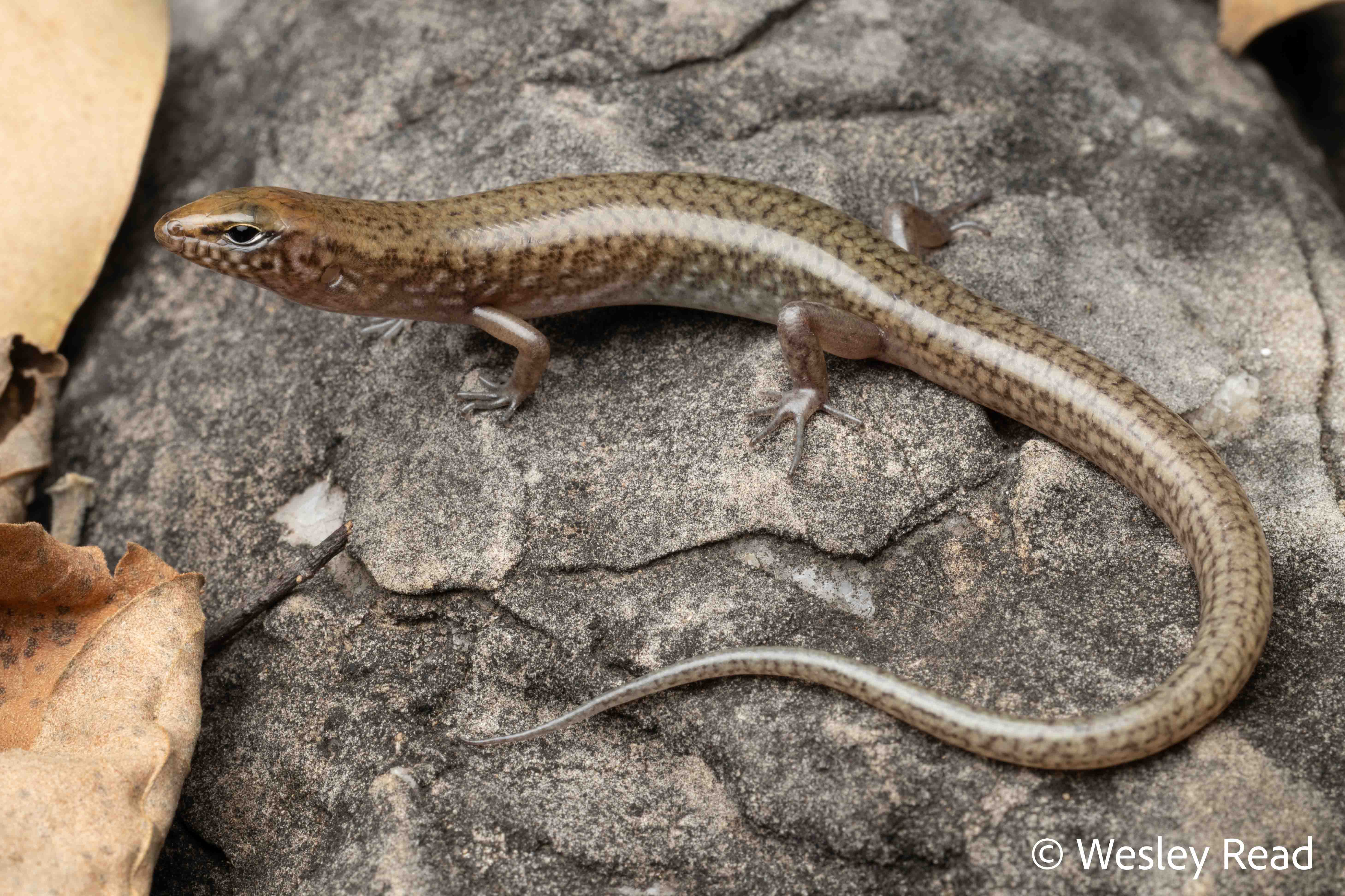 Eremiascincus isolepis