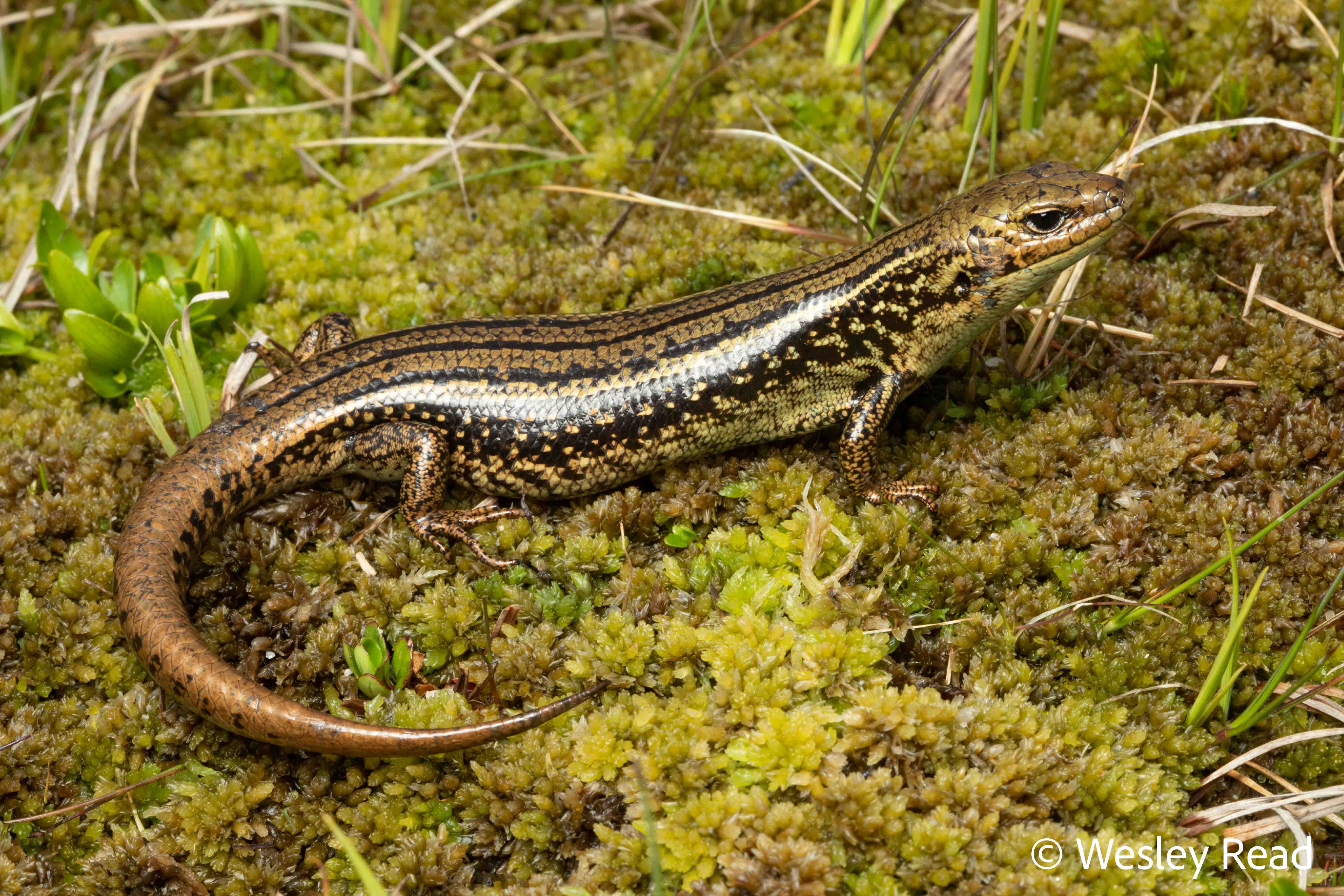 Eulamprus kosciuskoi