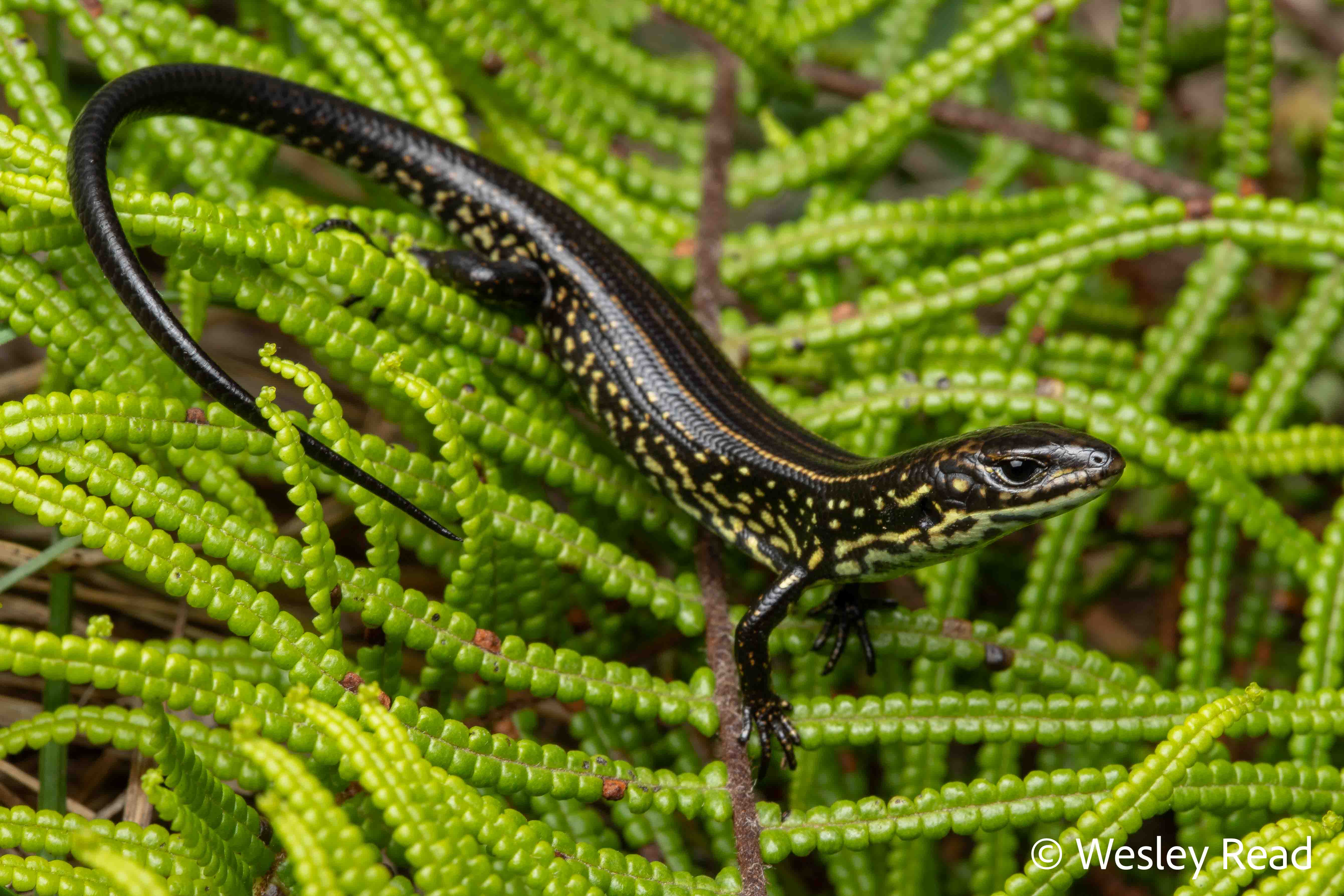 Eulamprus leuraensis
