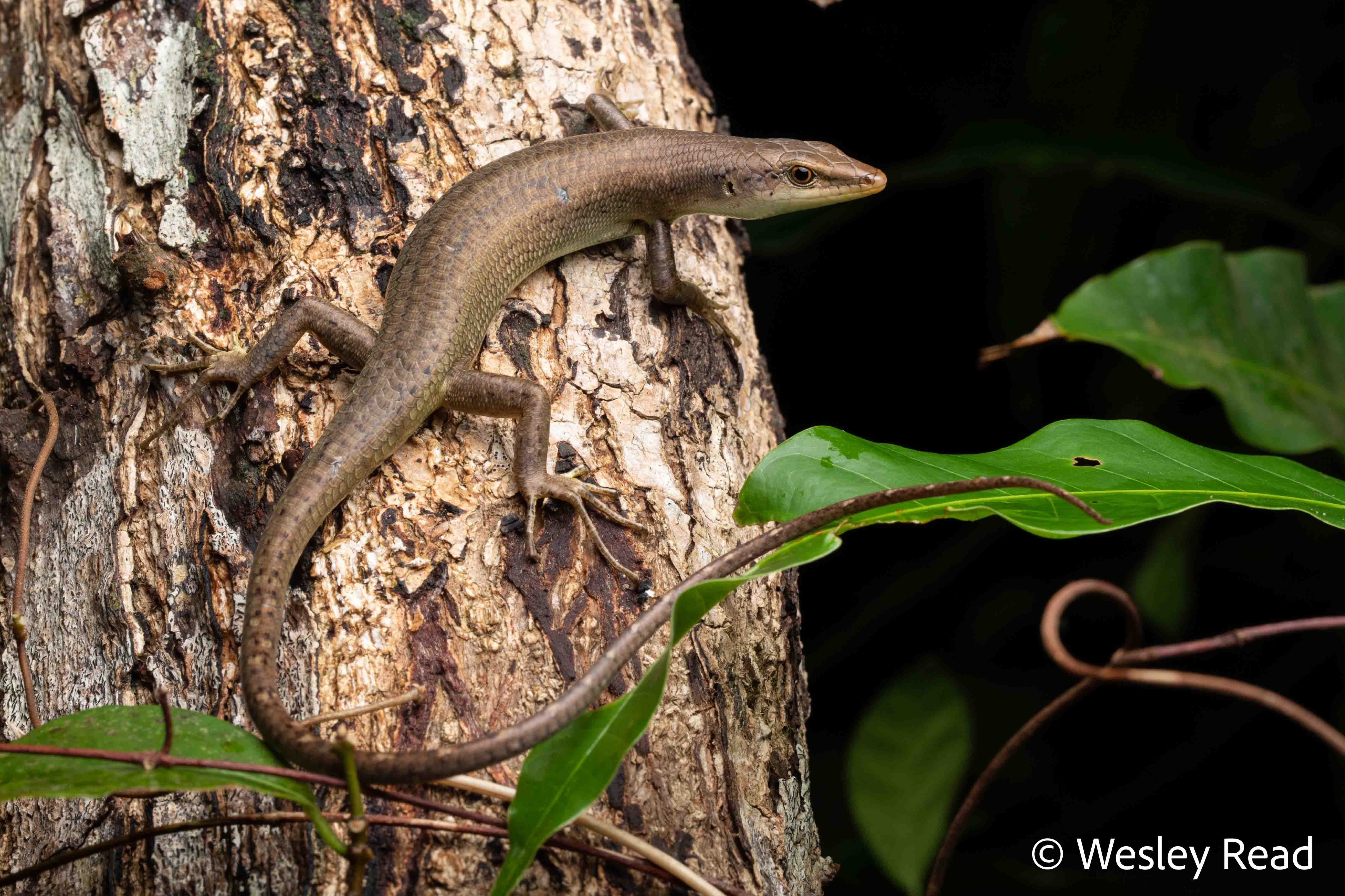 Emoia longicauda