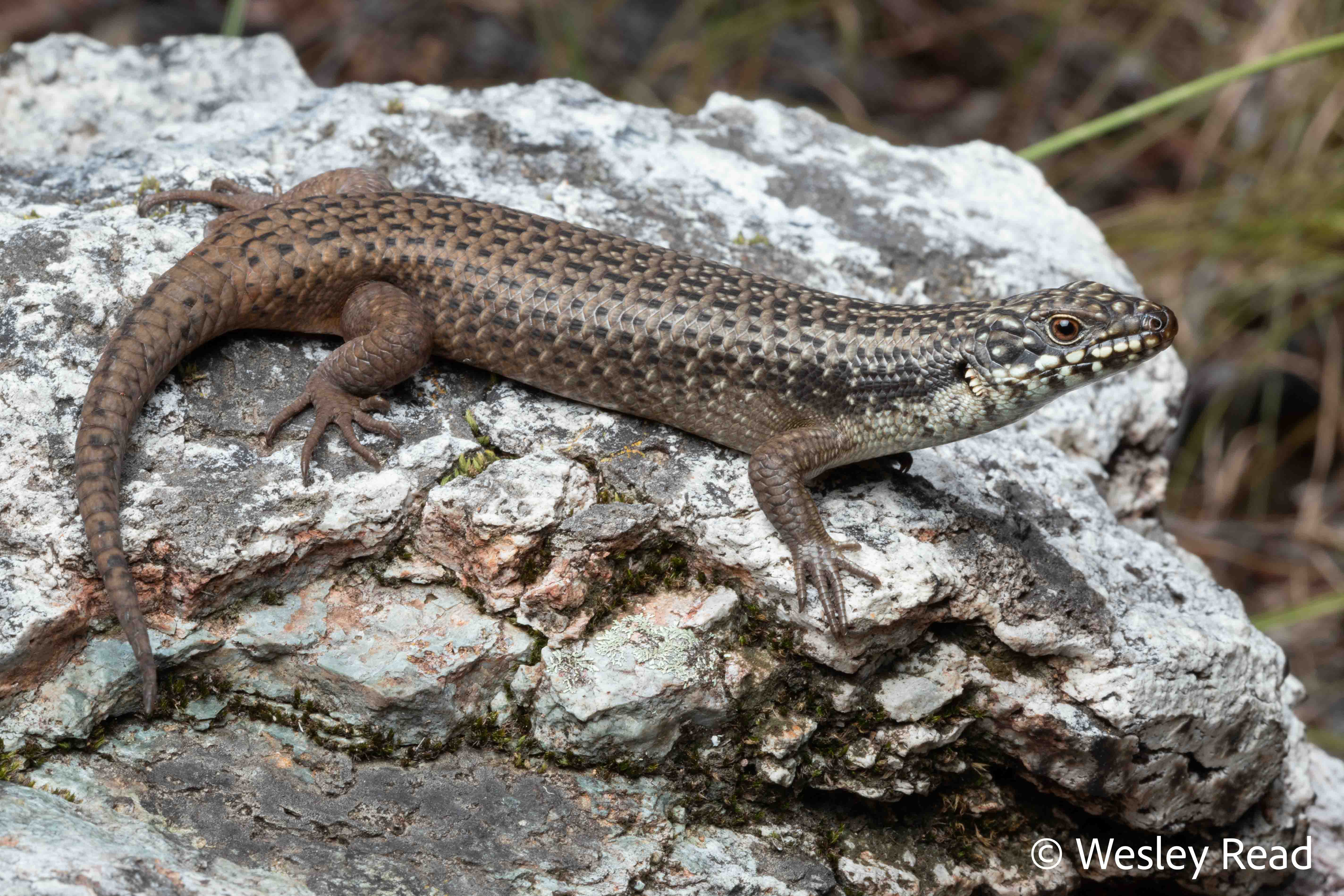 Egernia mcpheei