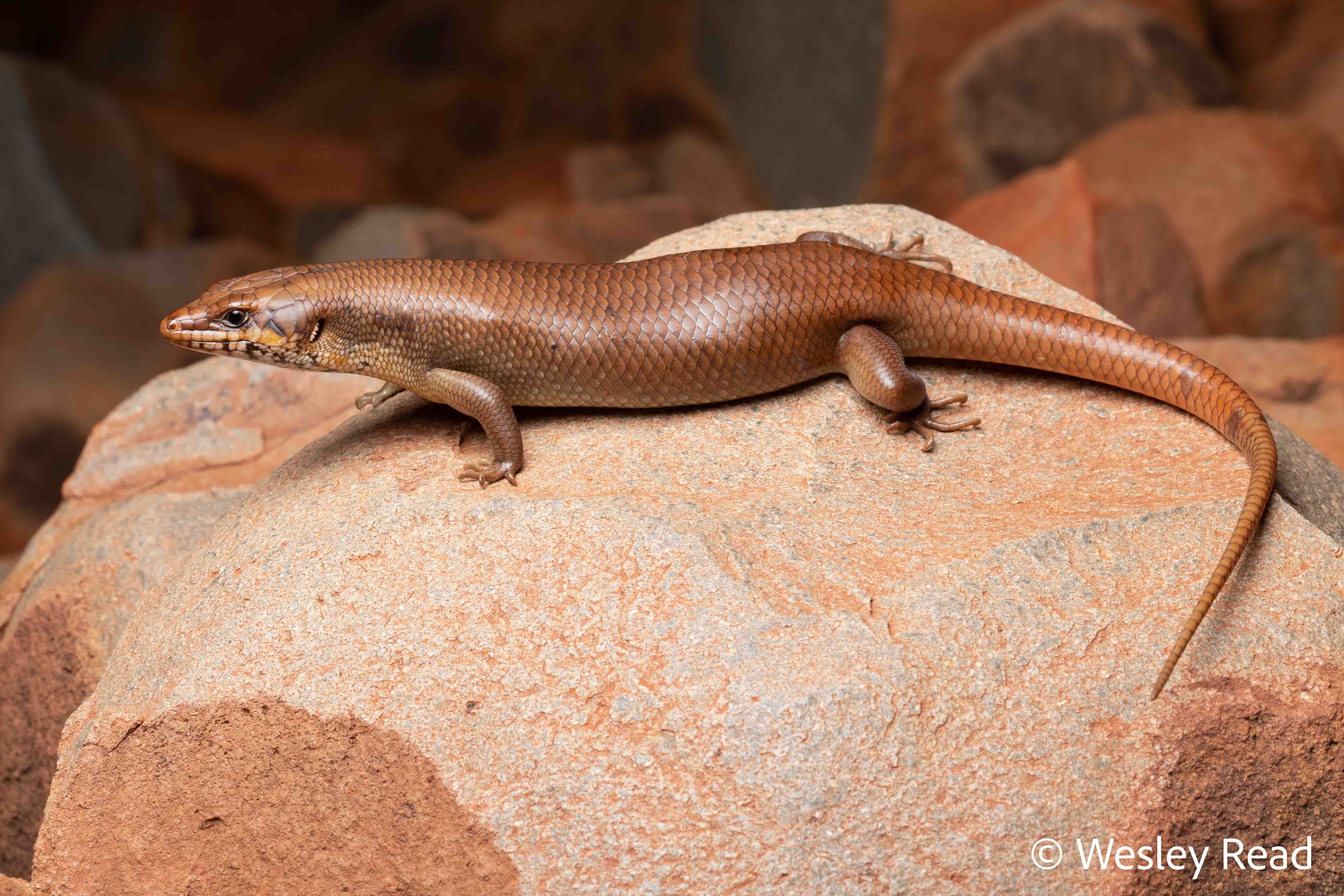 Egernia pilbarensis