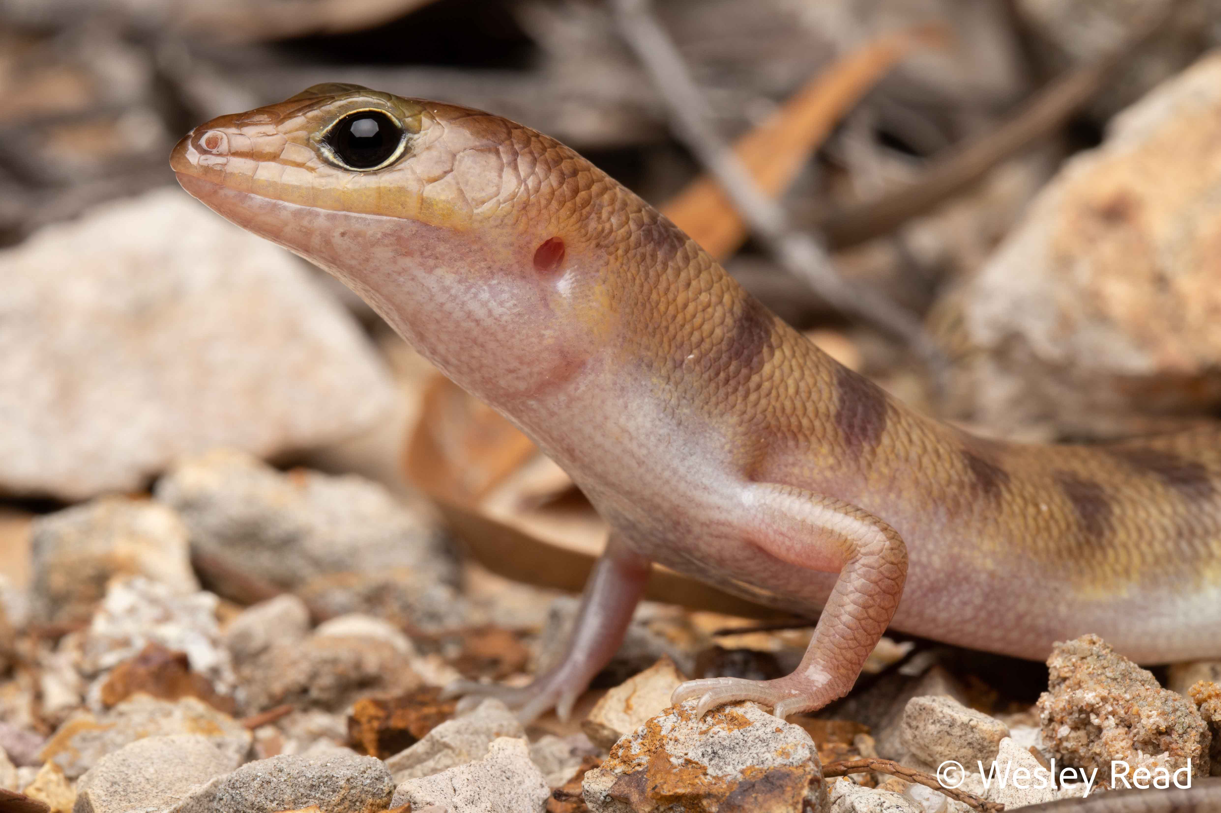 Eremiascincus richardsonii