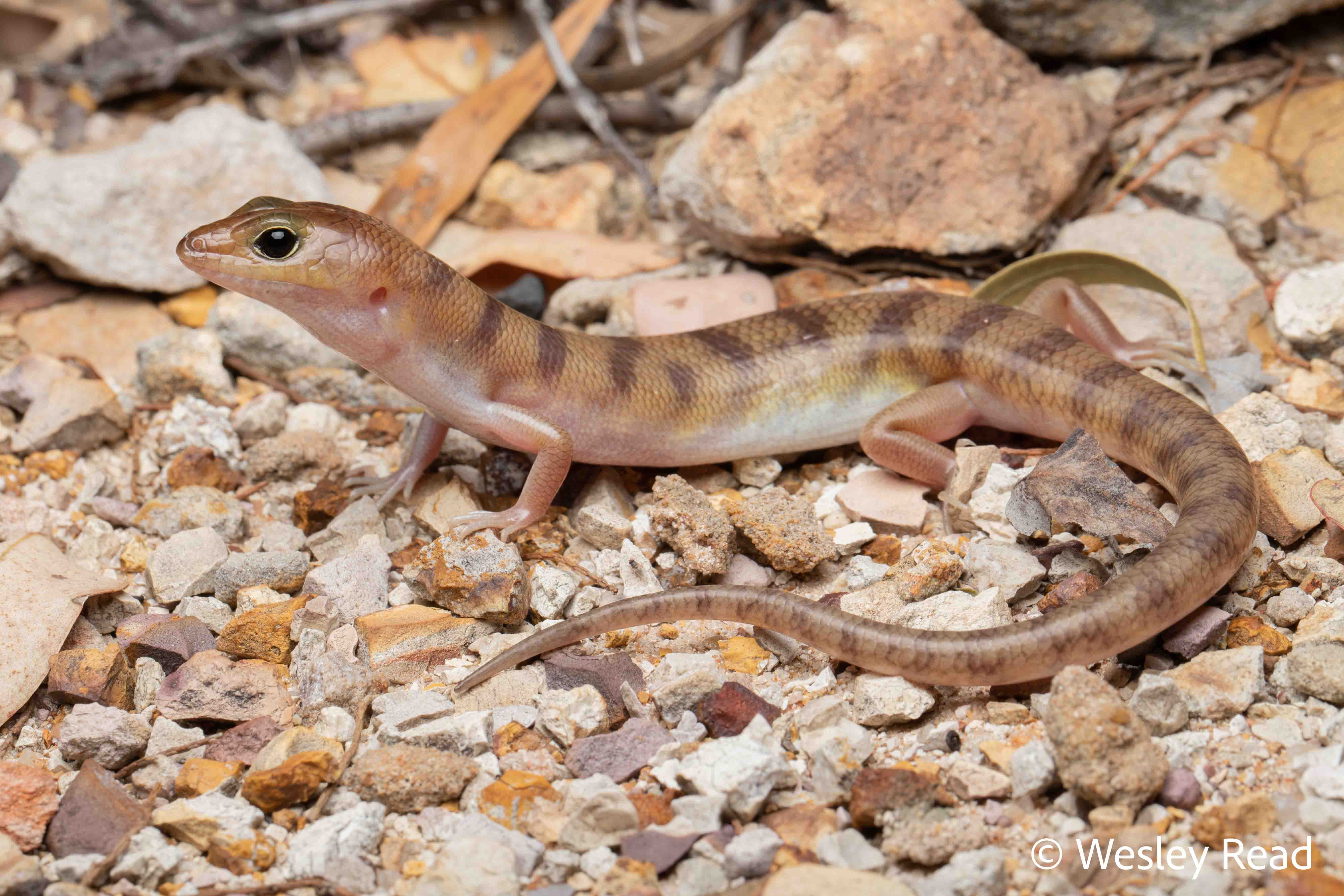 Eremiascincus richardsonii