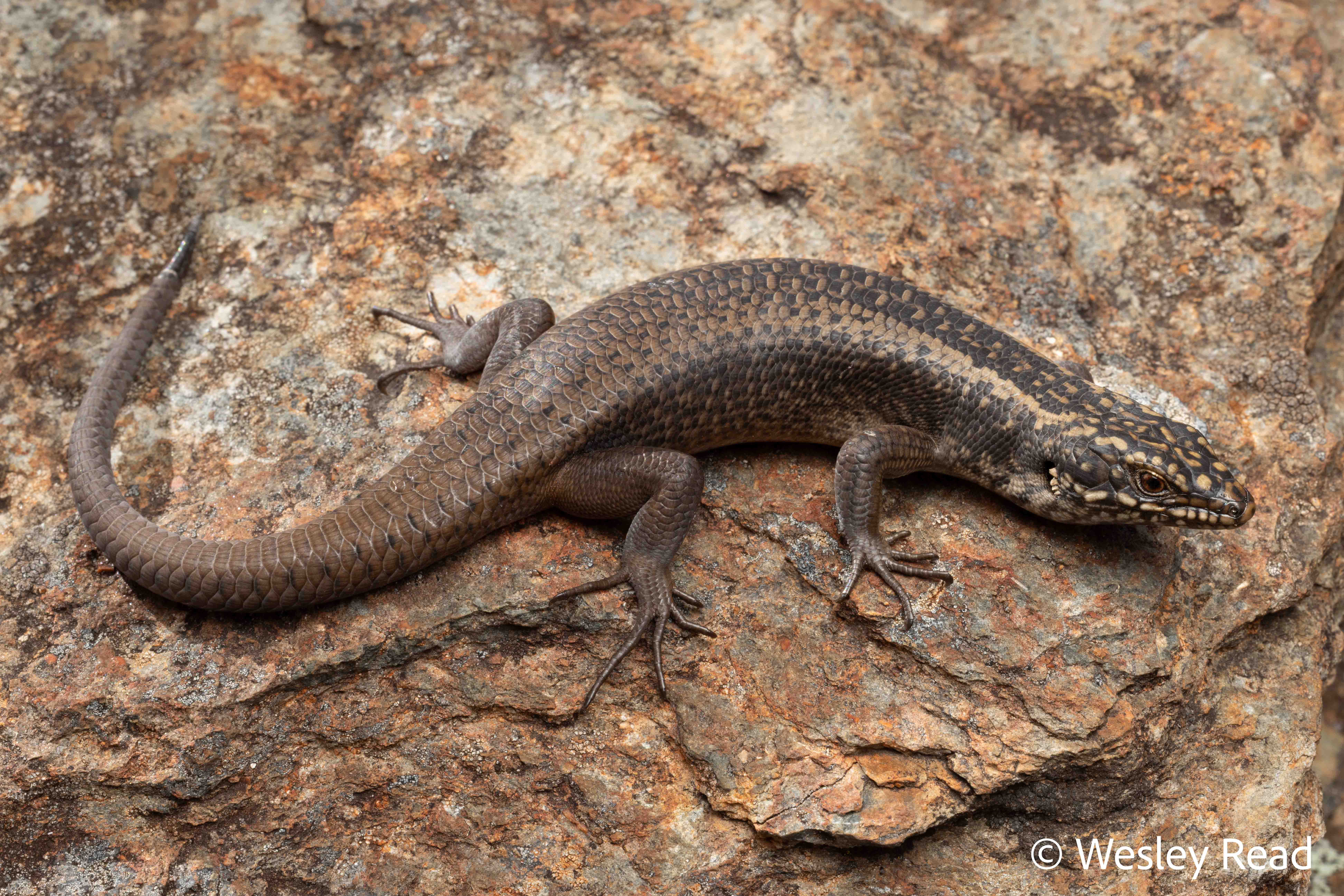 Egernia roomi