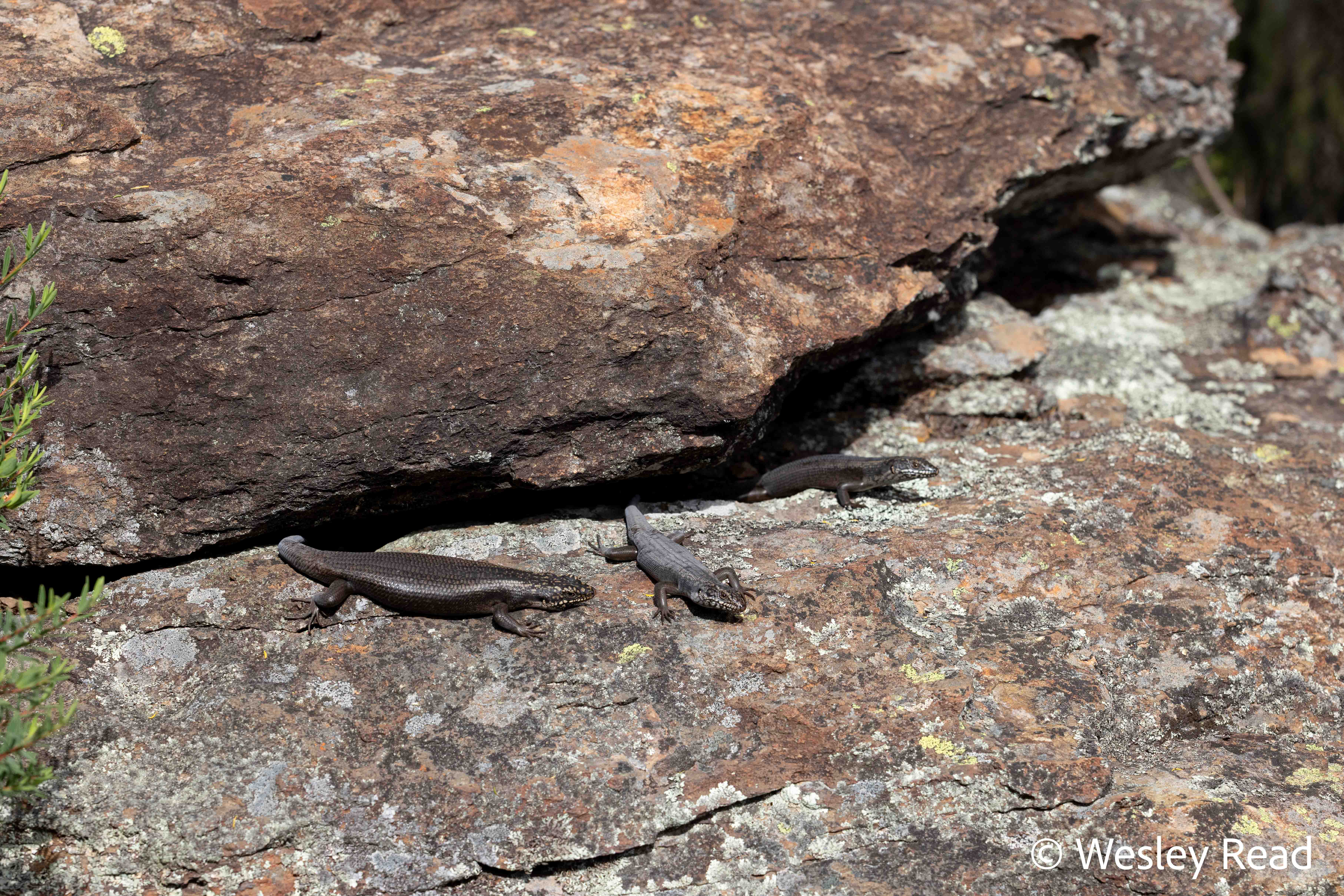 Egernia roomi