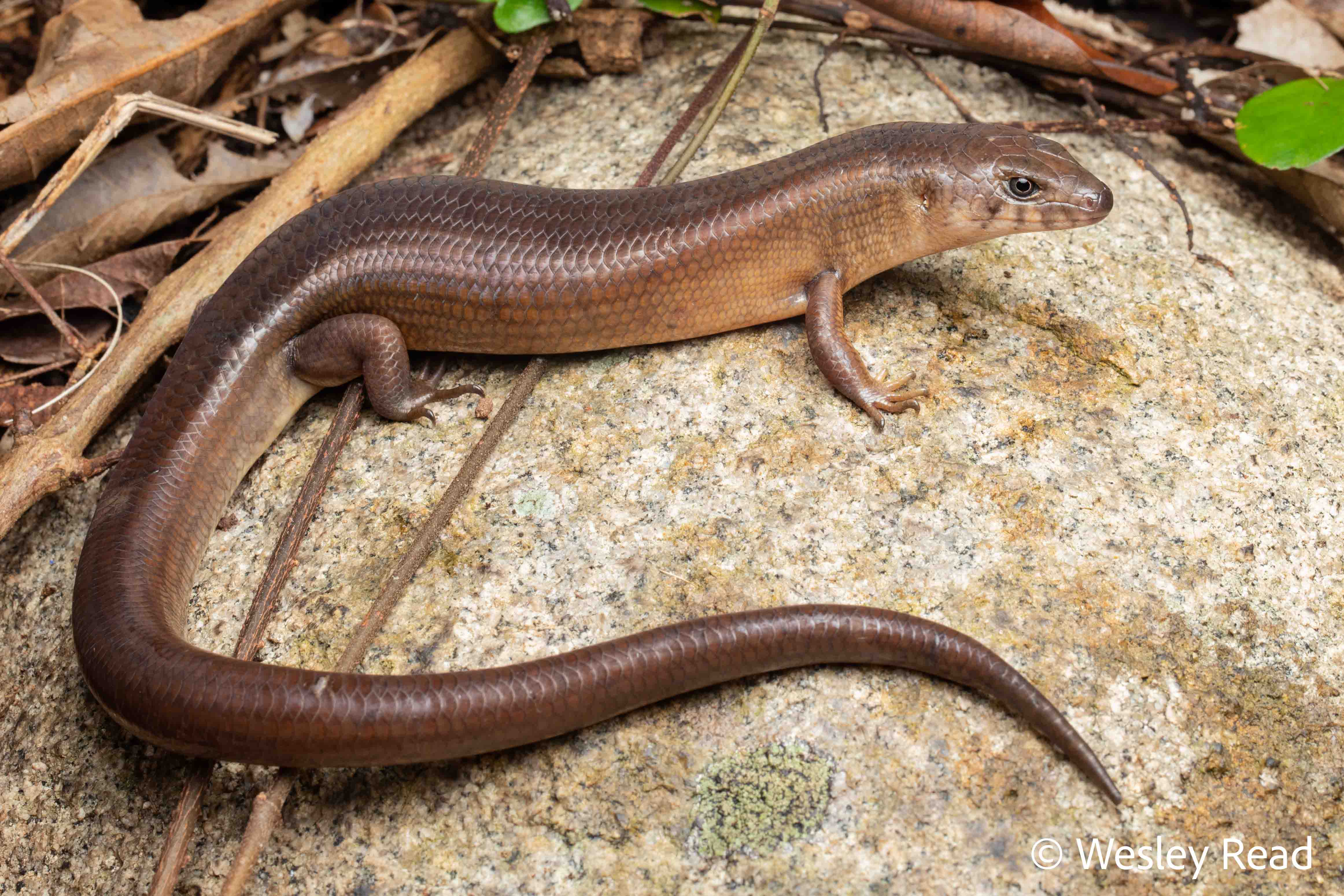 Eugongylus rufescens