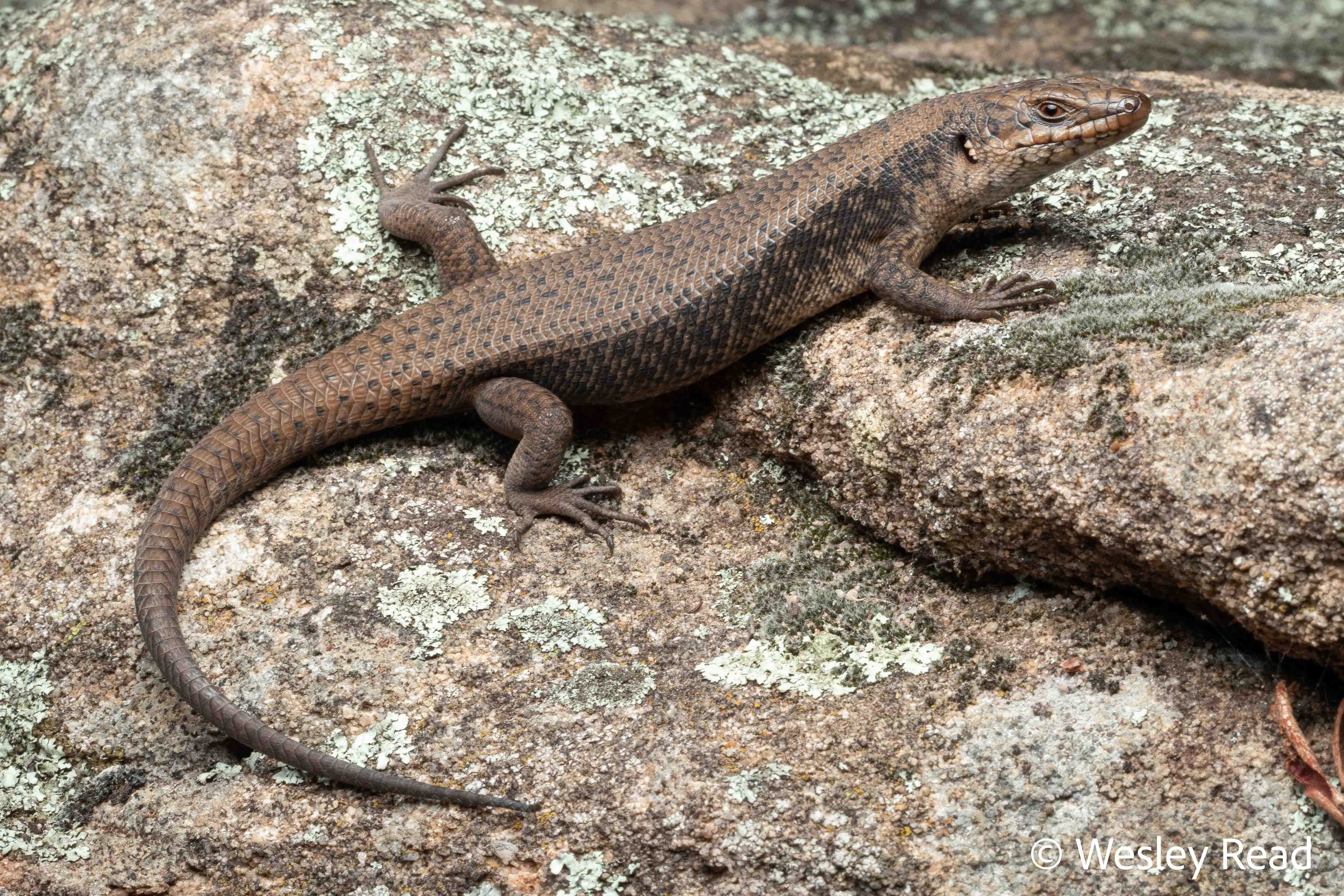 Egernia saxatilis