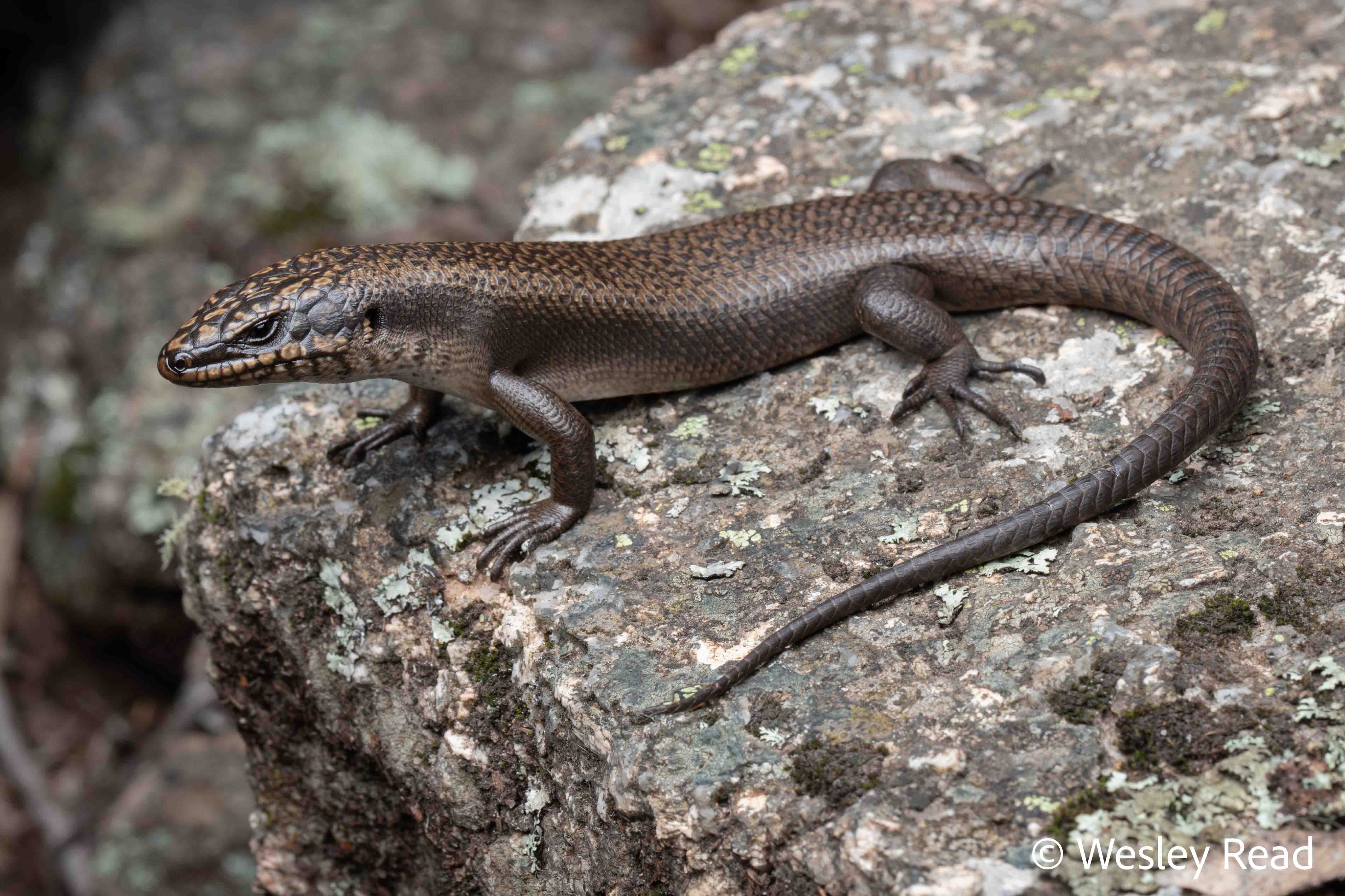 Egernia saxatilis