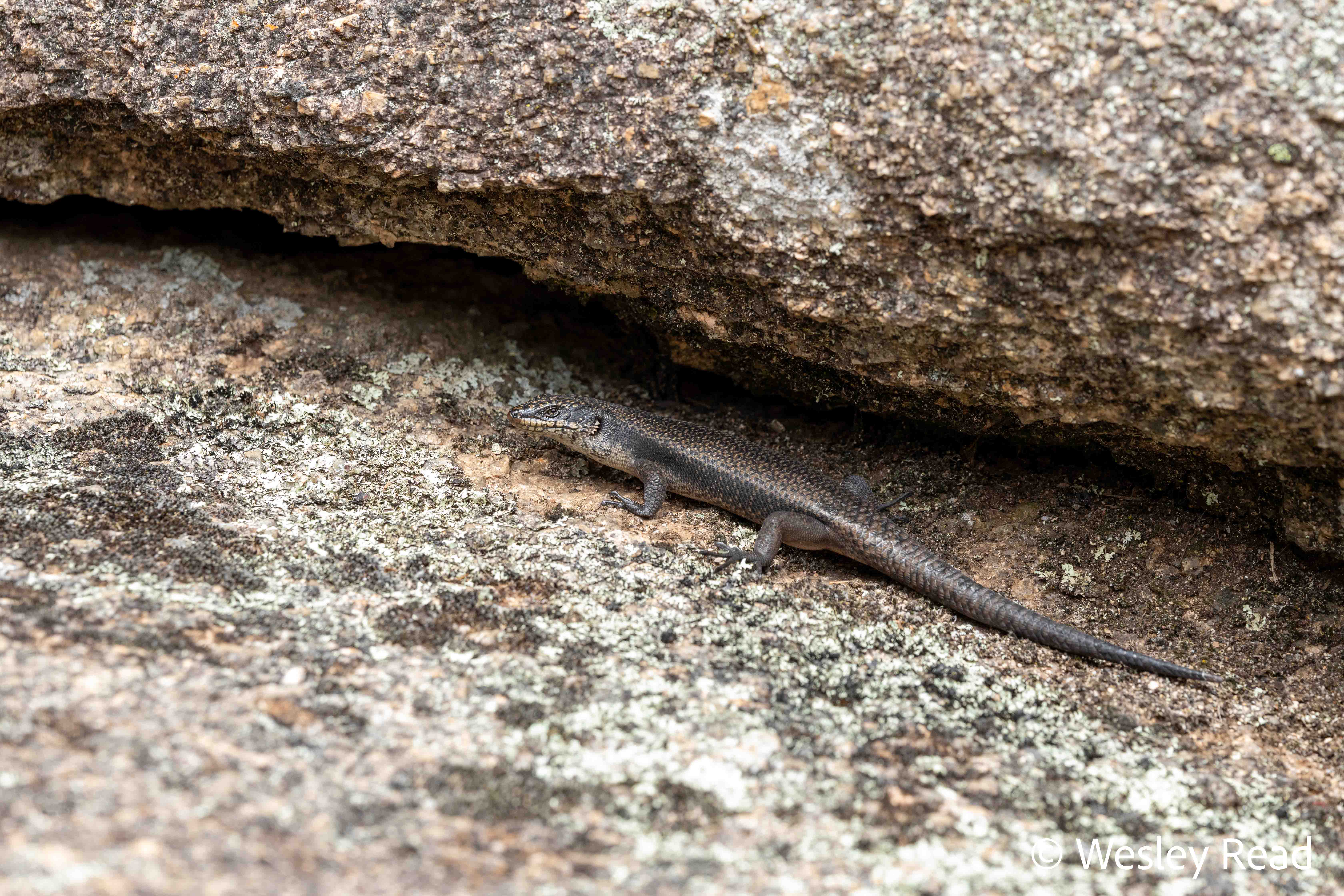 Egernia saxatilis