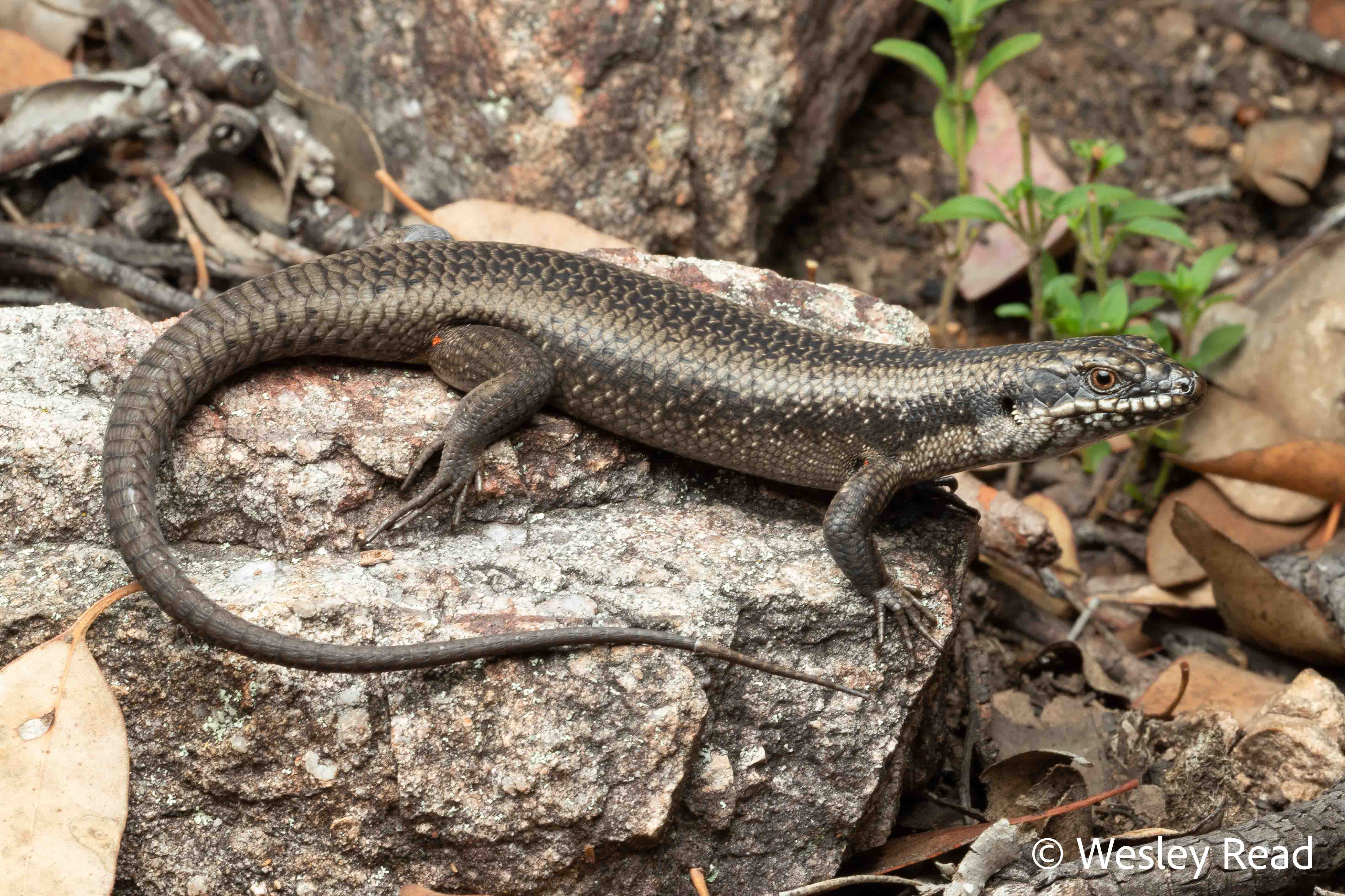 Egernia striolata