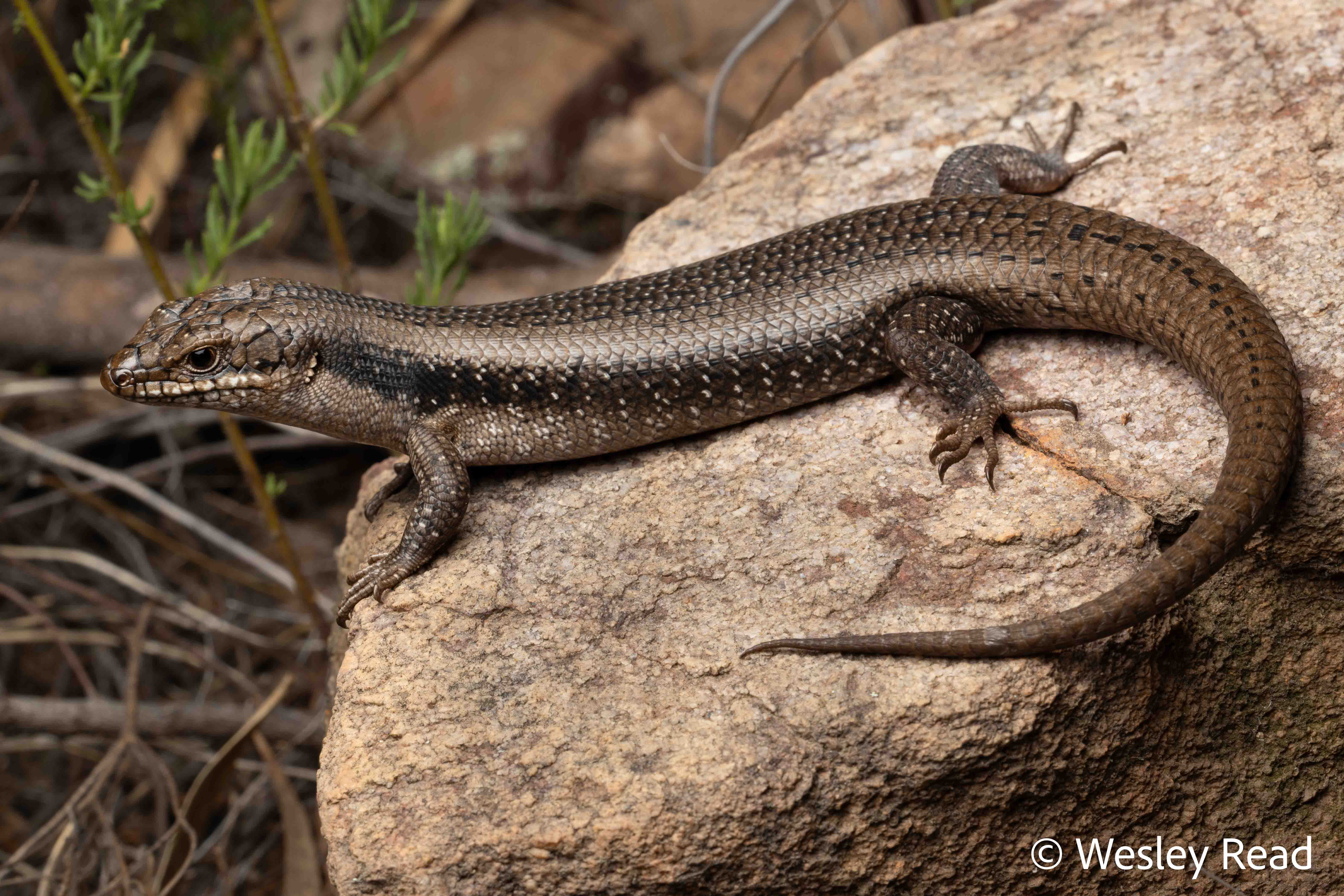Egernia striolata