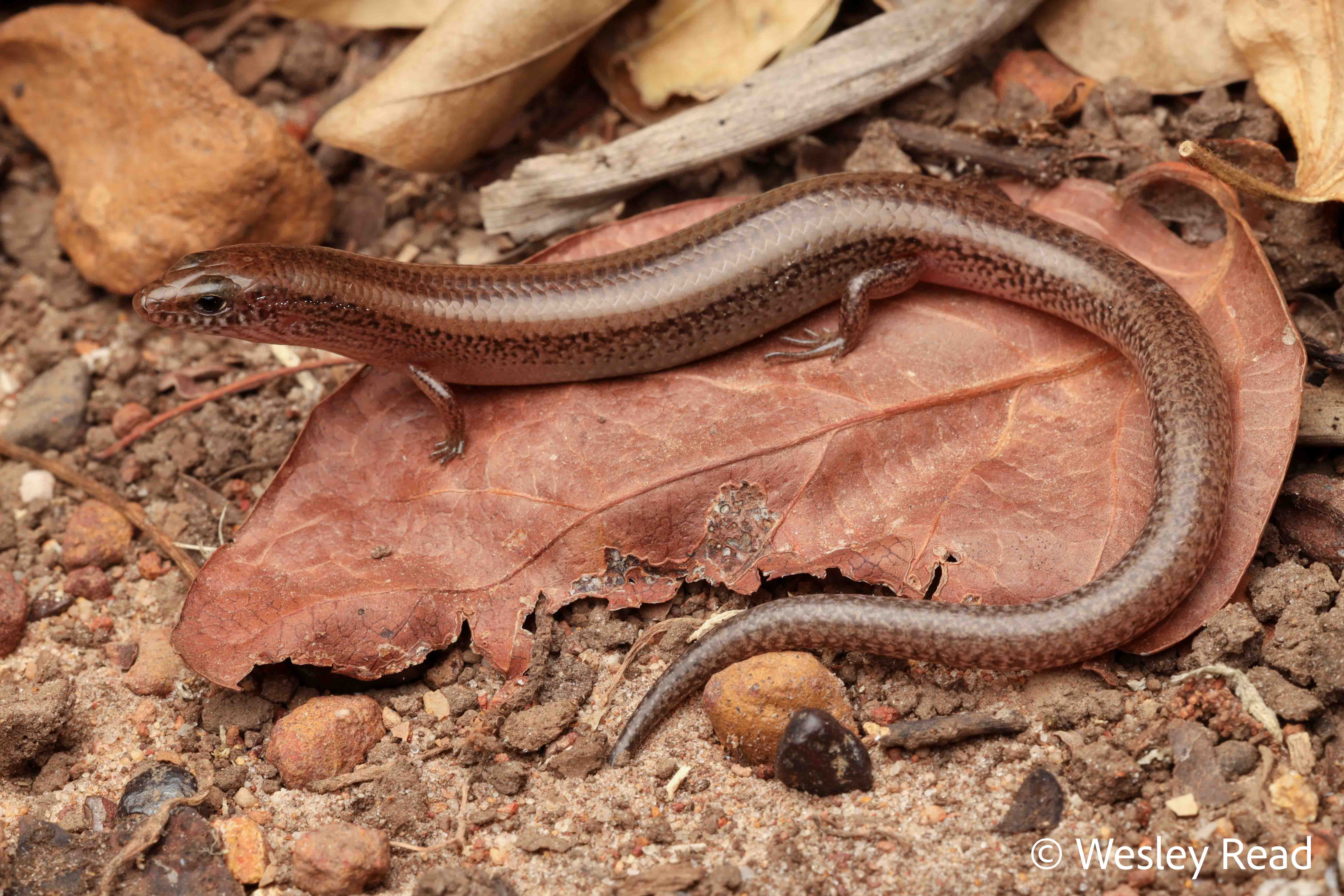 Glaphyromorphus darwiniensis