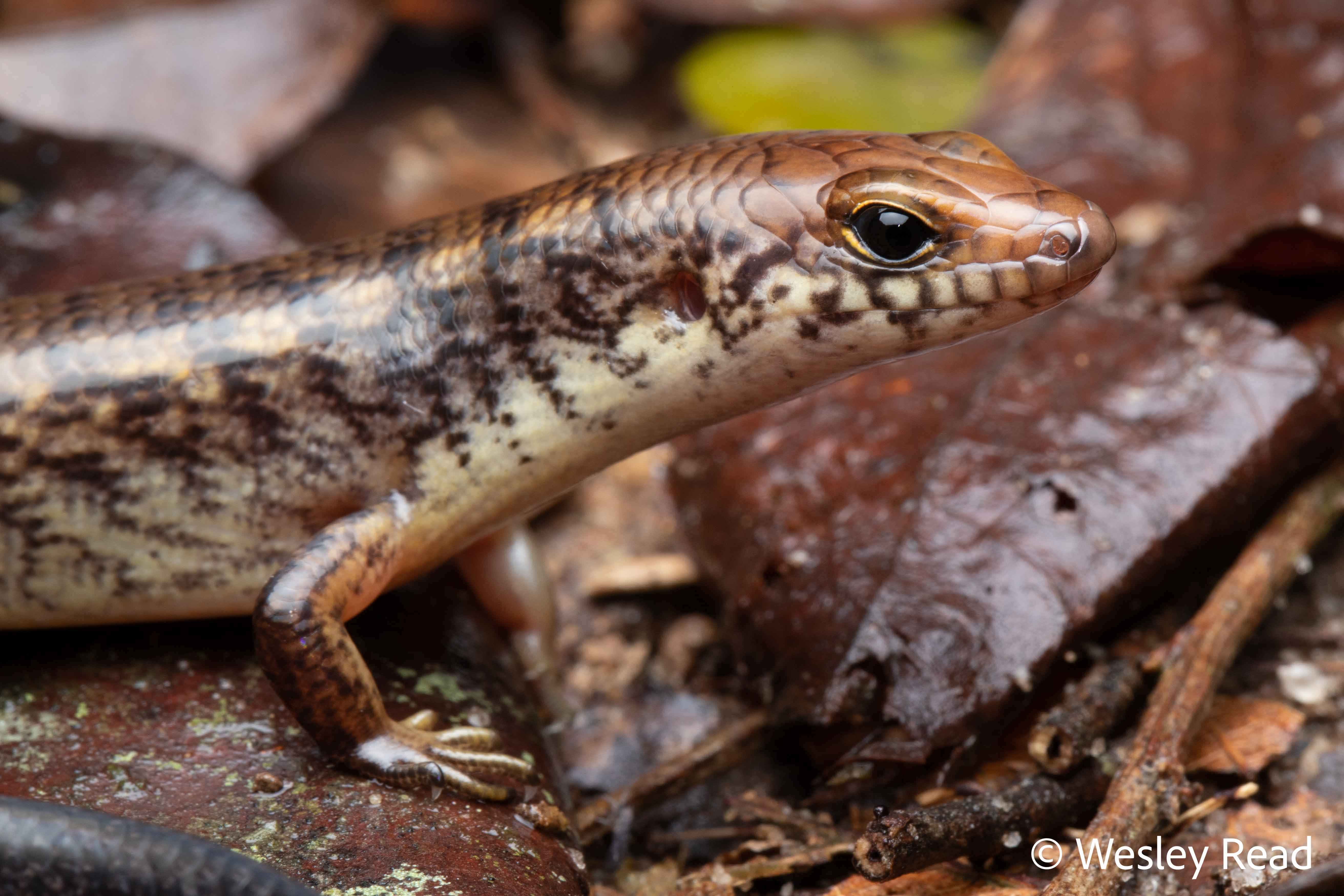 Glaphyromorphus fuscicaudis