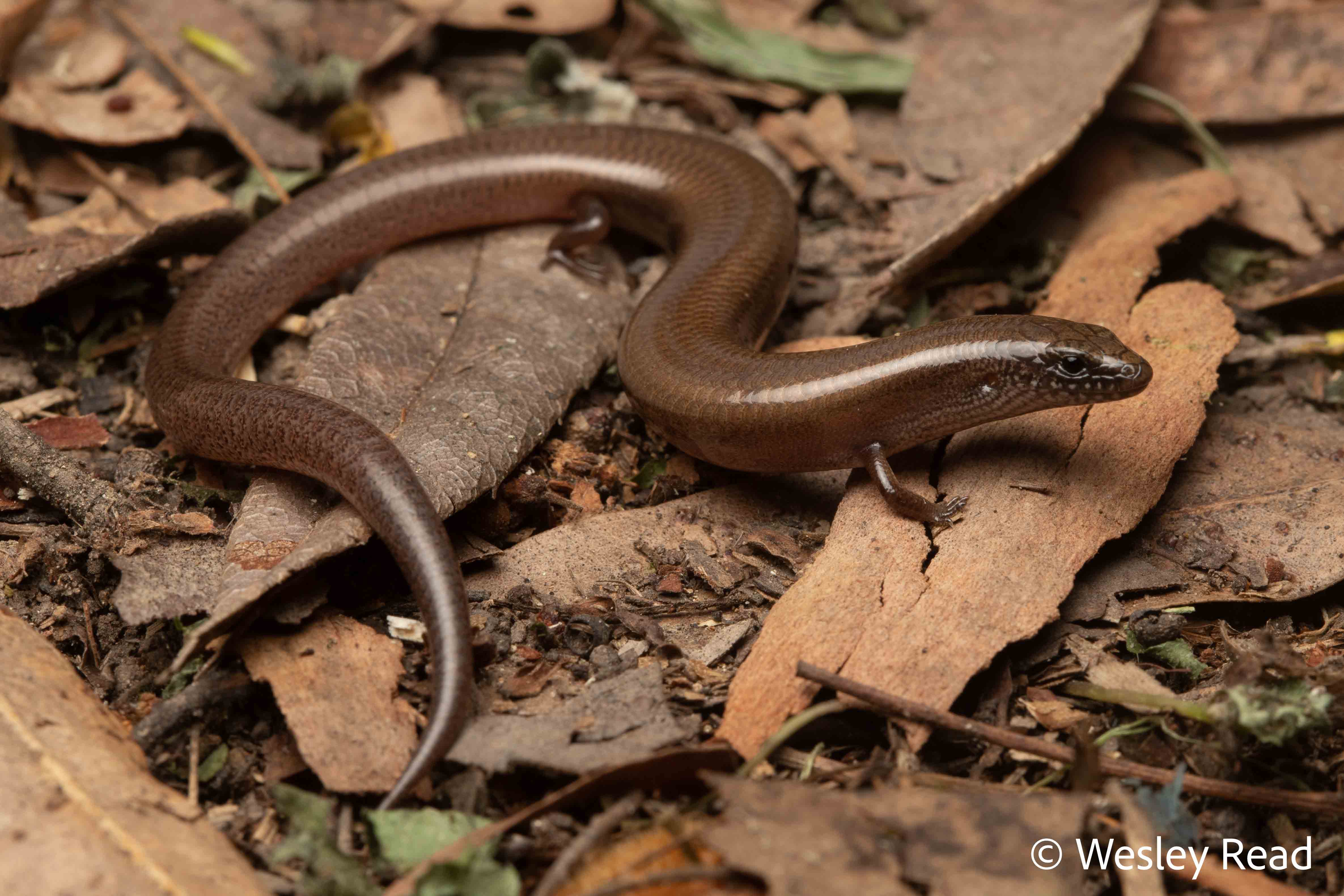 Glaphyromorphus punctulatus