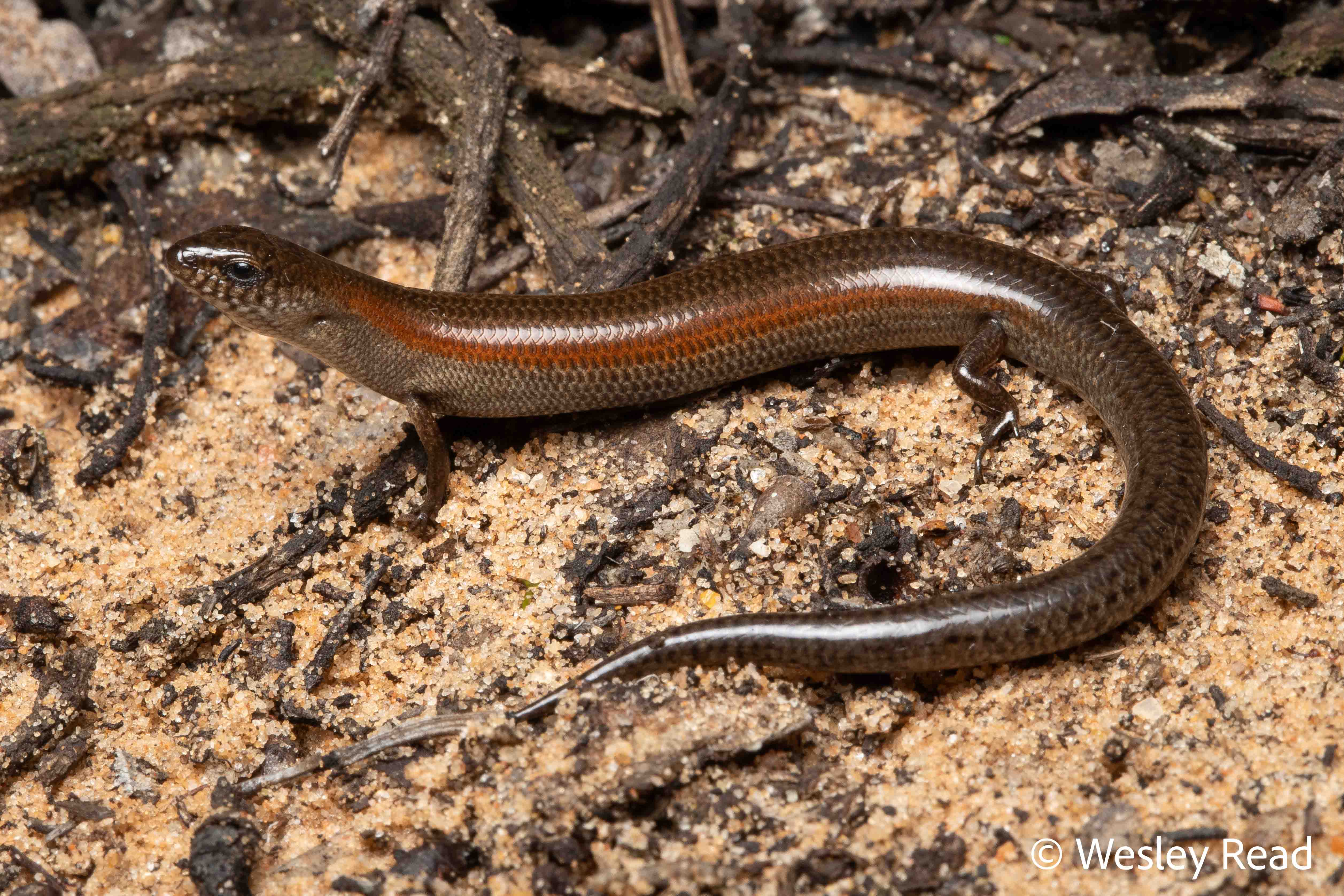 Hemiergis millewae