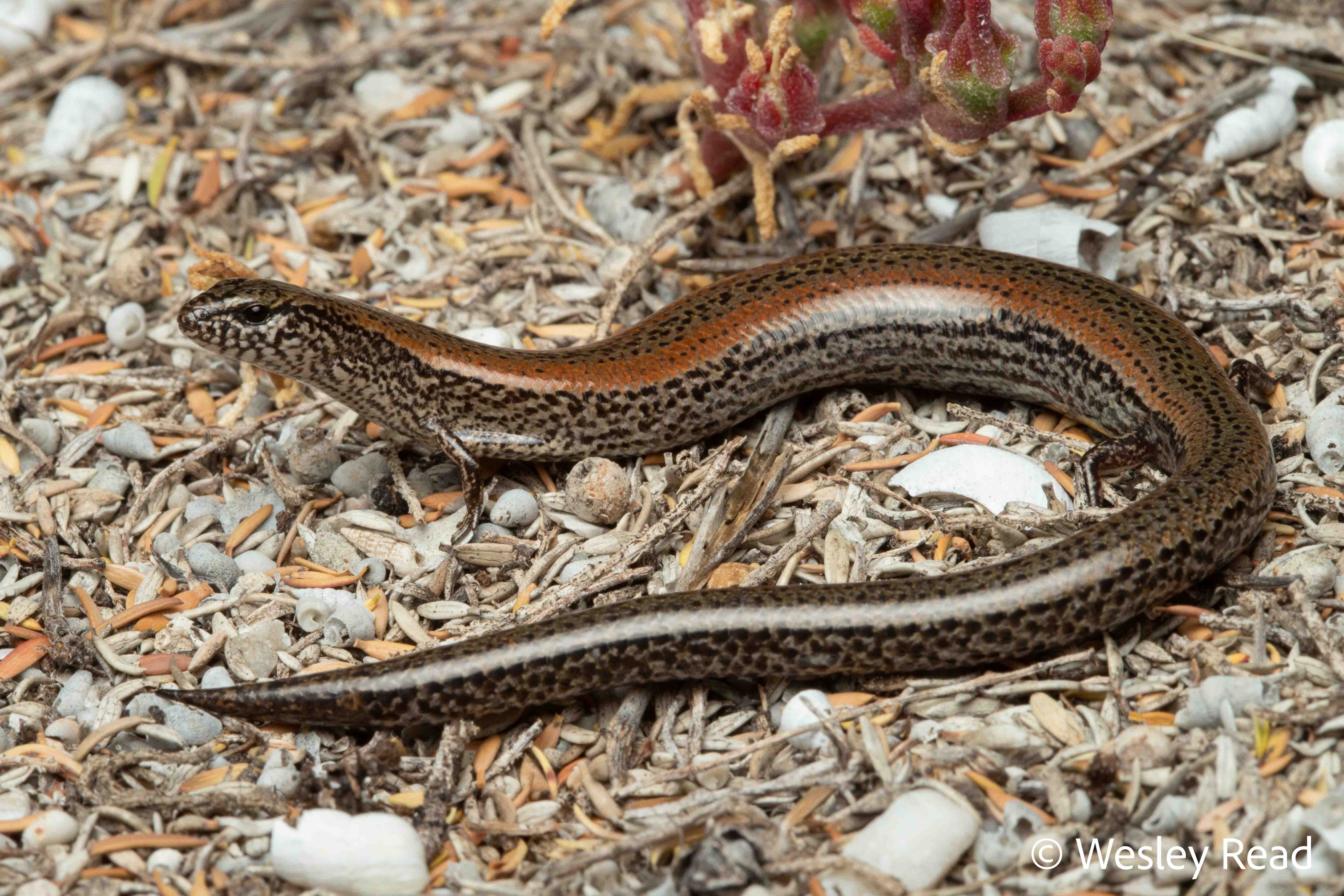Hemiergis peronii