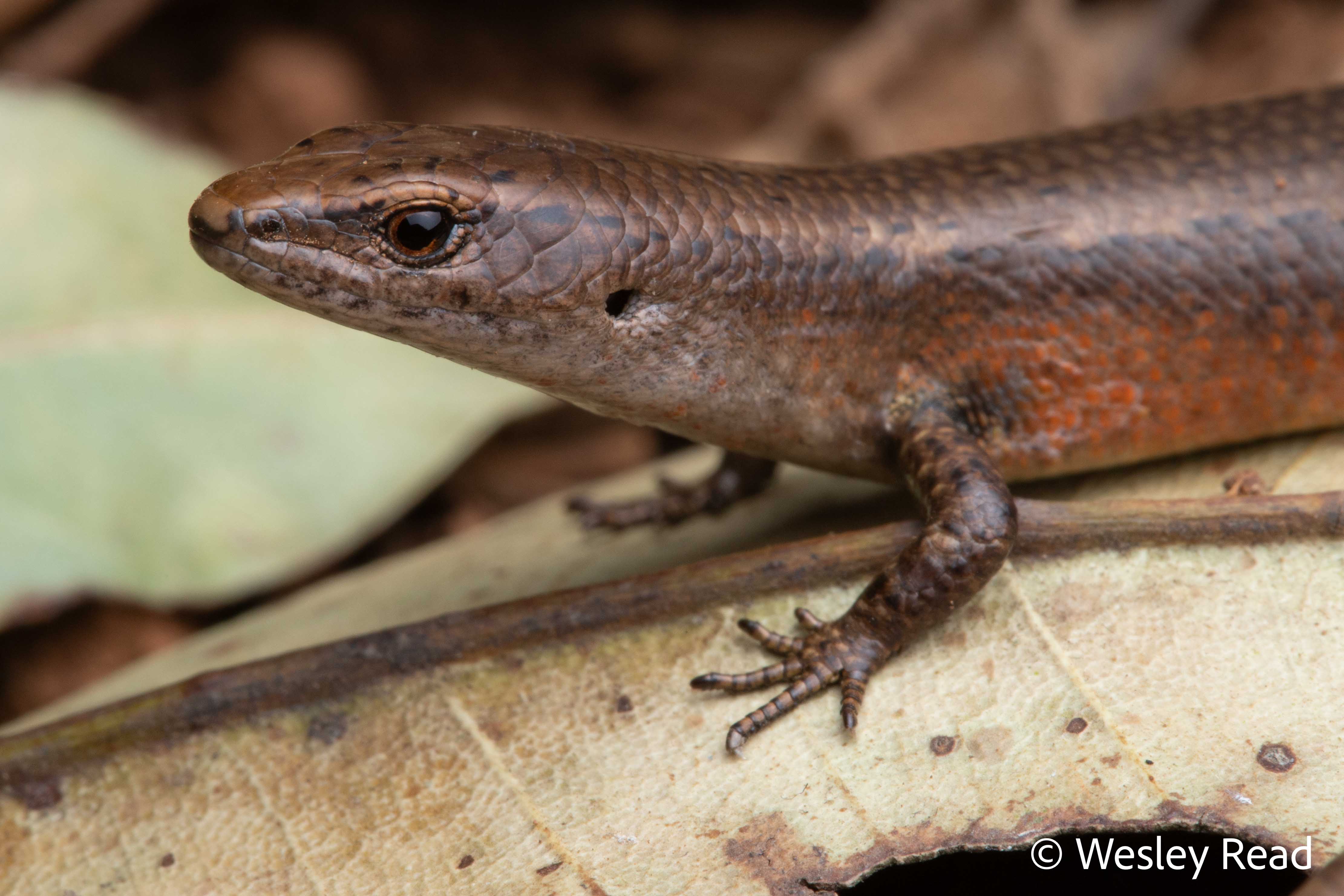 Lampropholis adonis