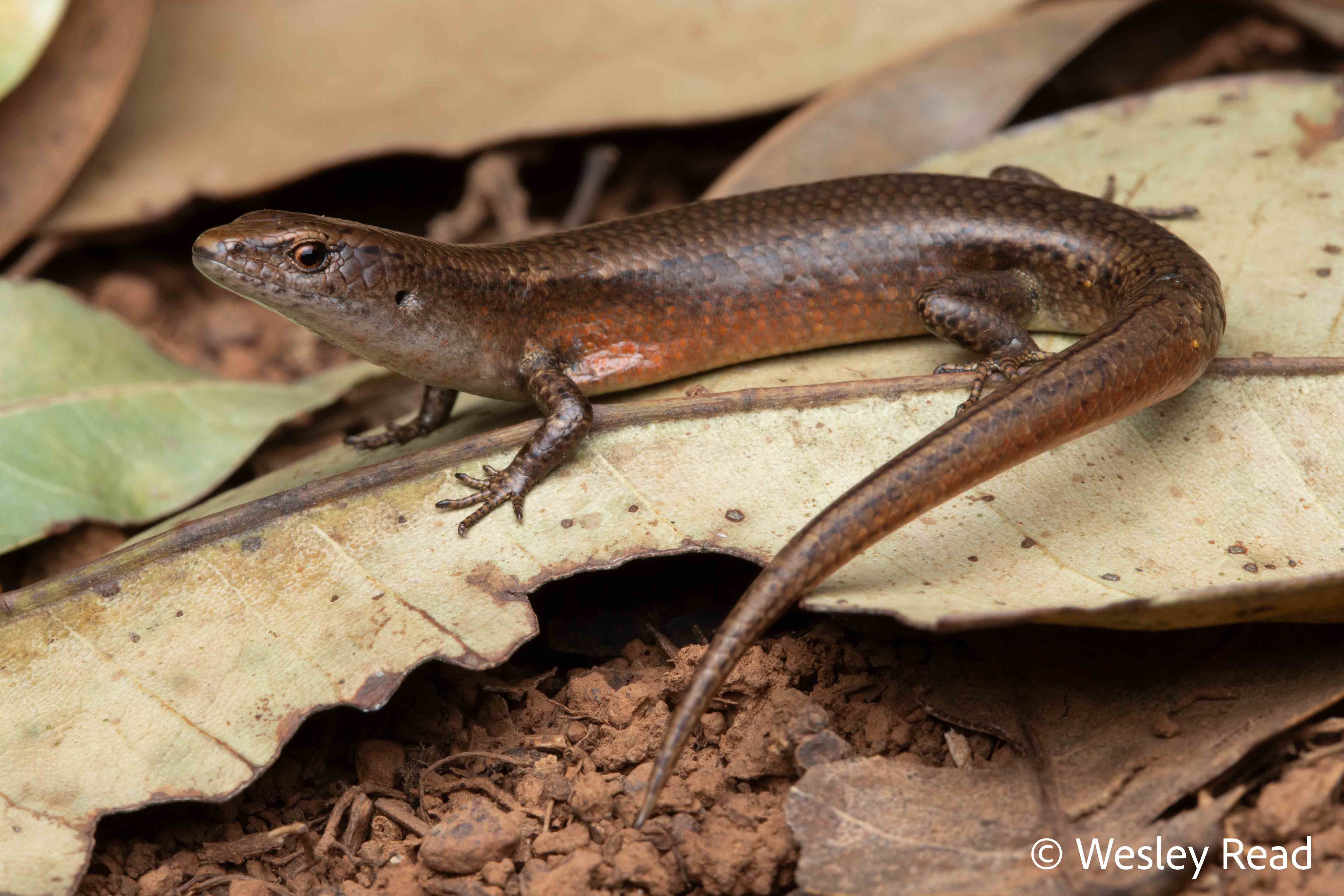 Lampropholis adonis
