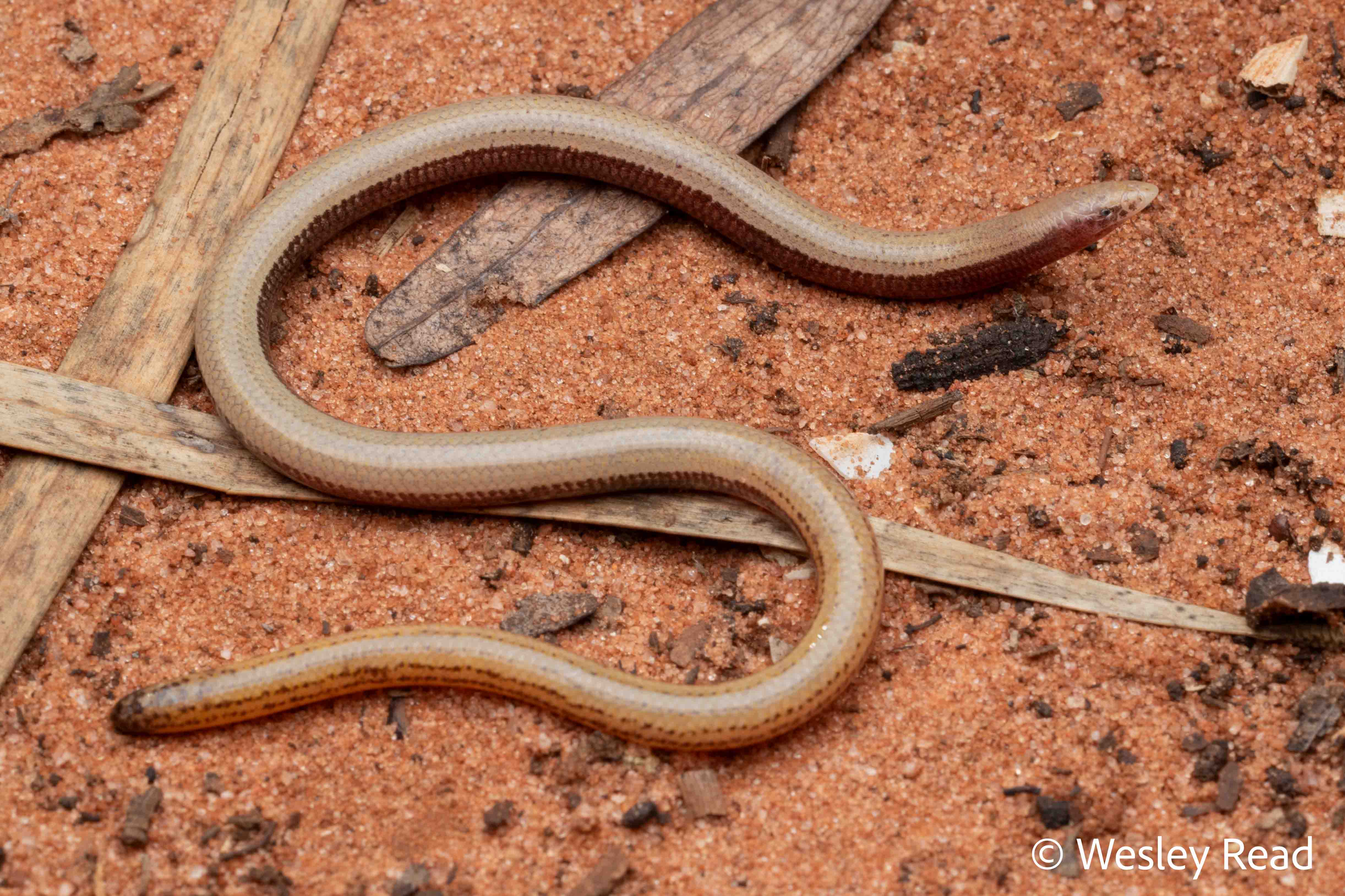 Lerista apoda