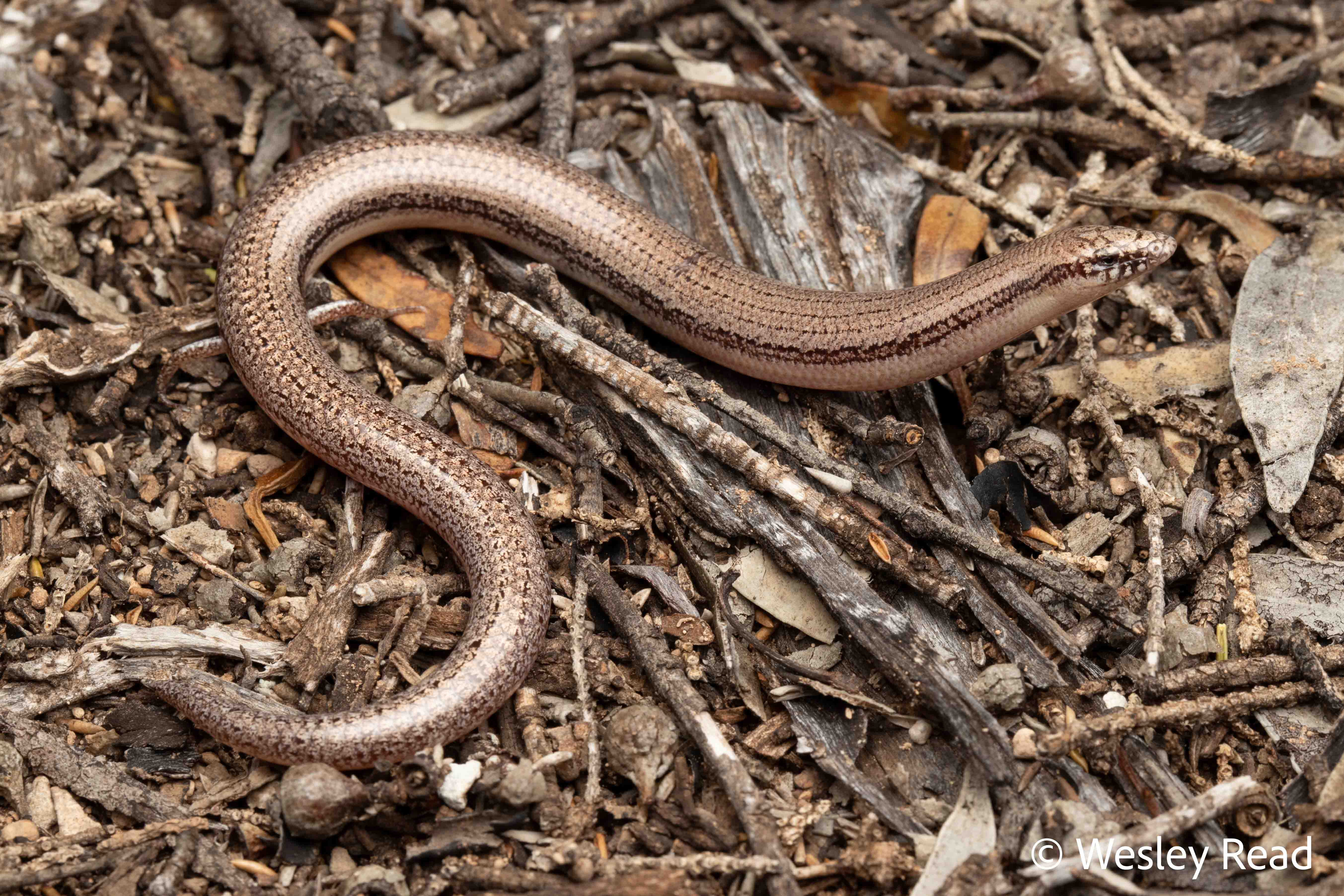 Lerista baynesi