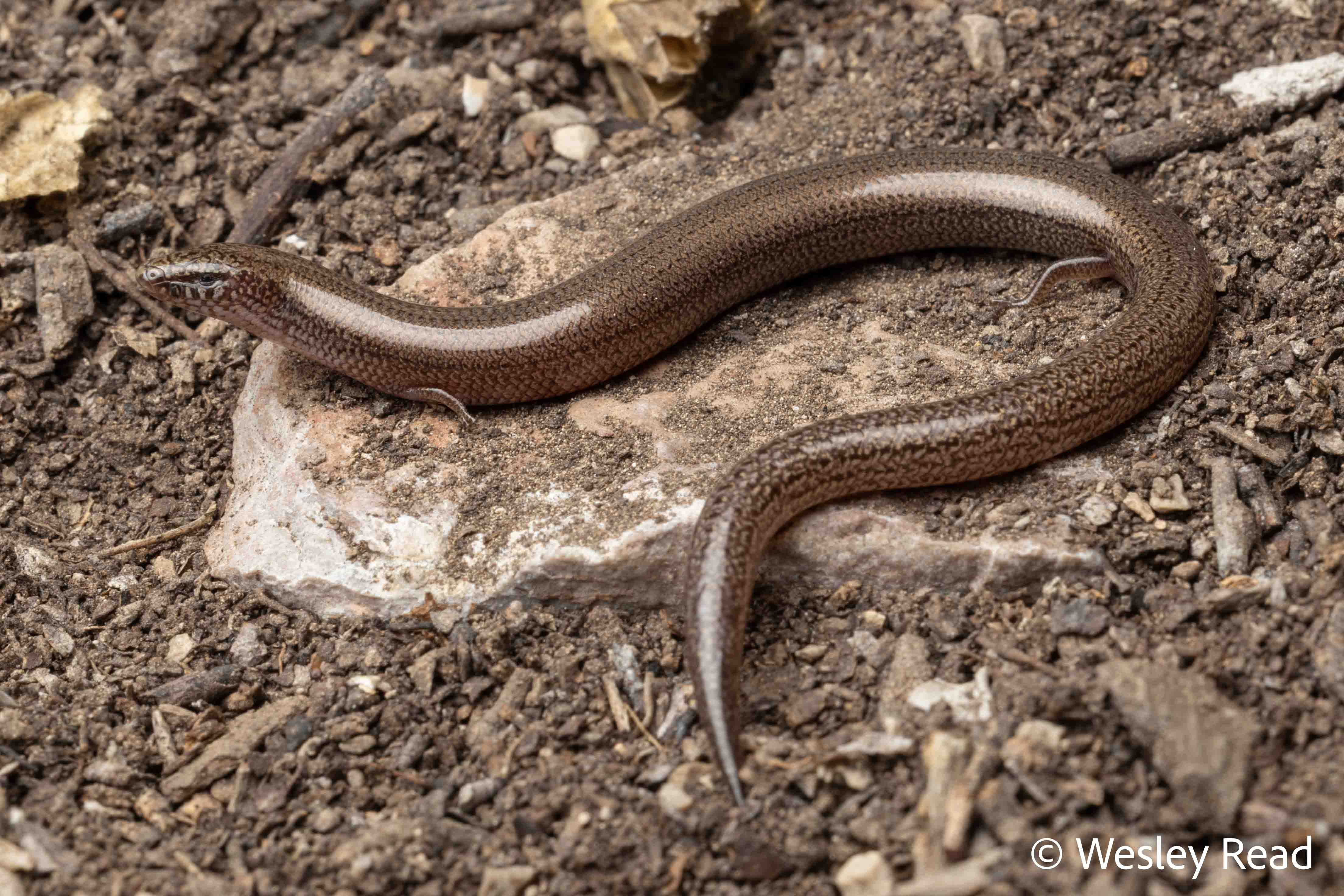 Lerista borealis