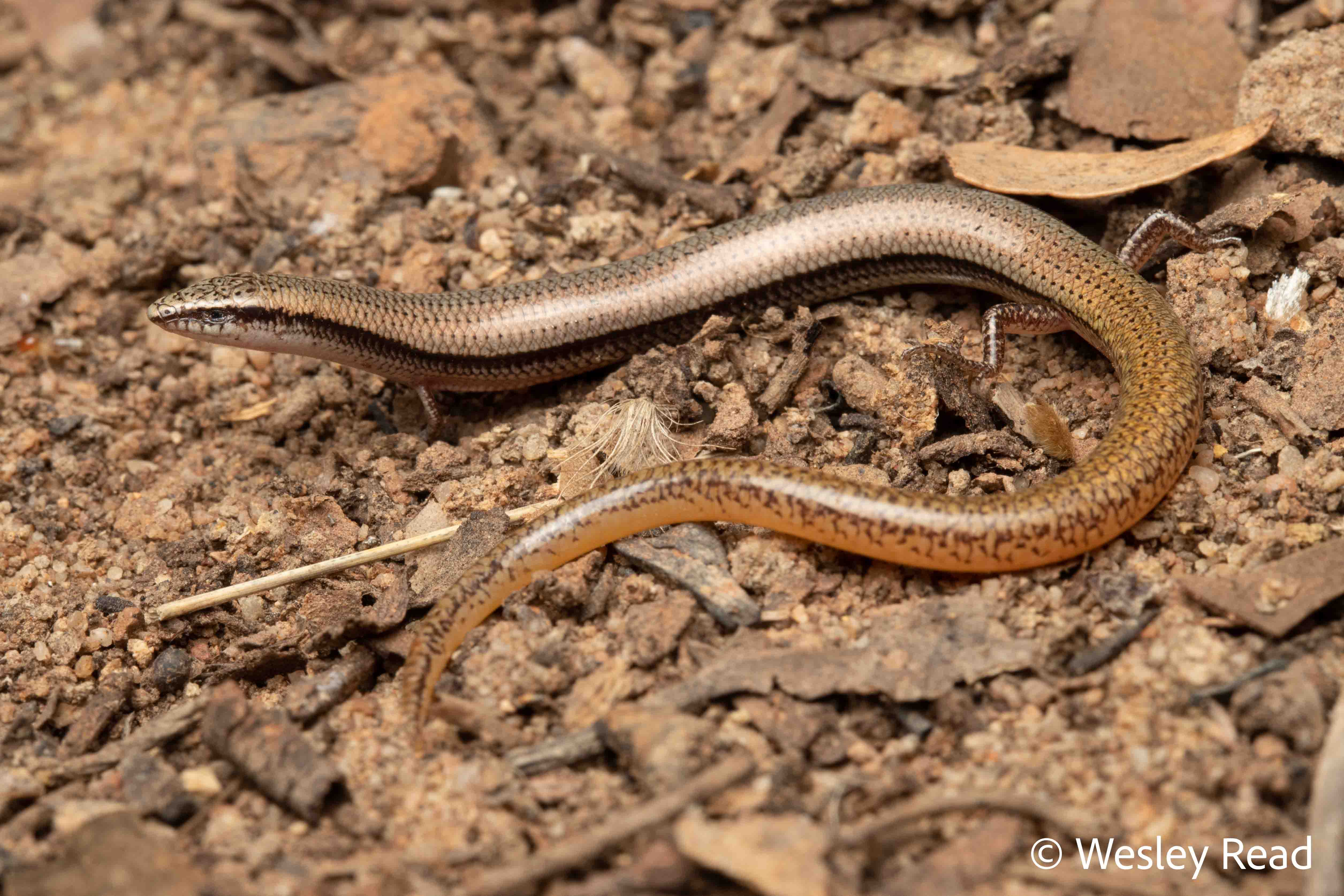 Lerista chordae