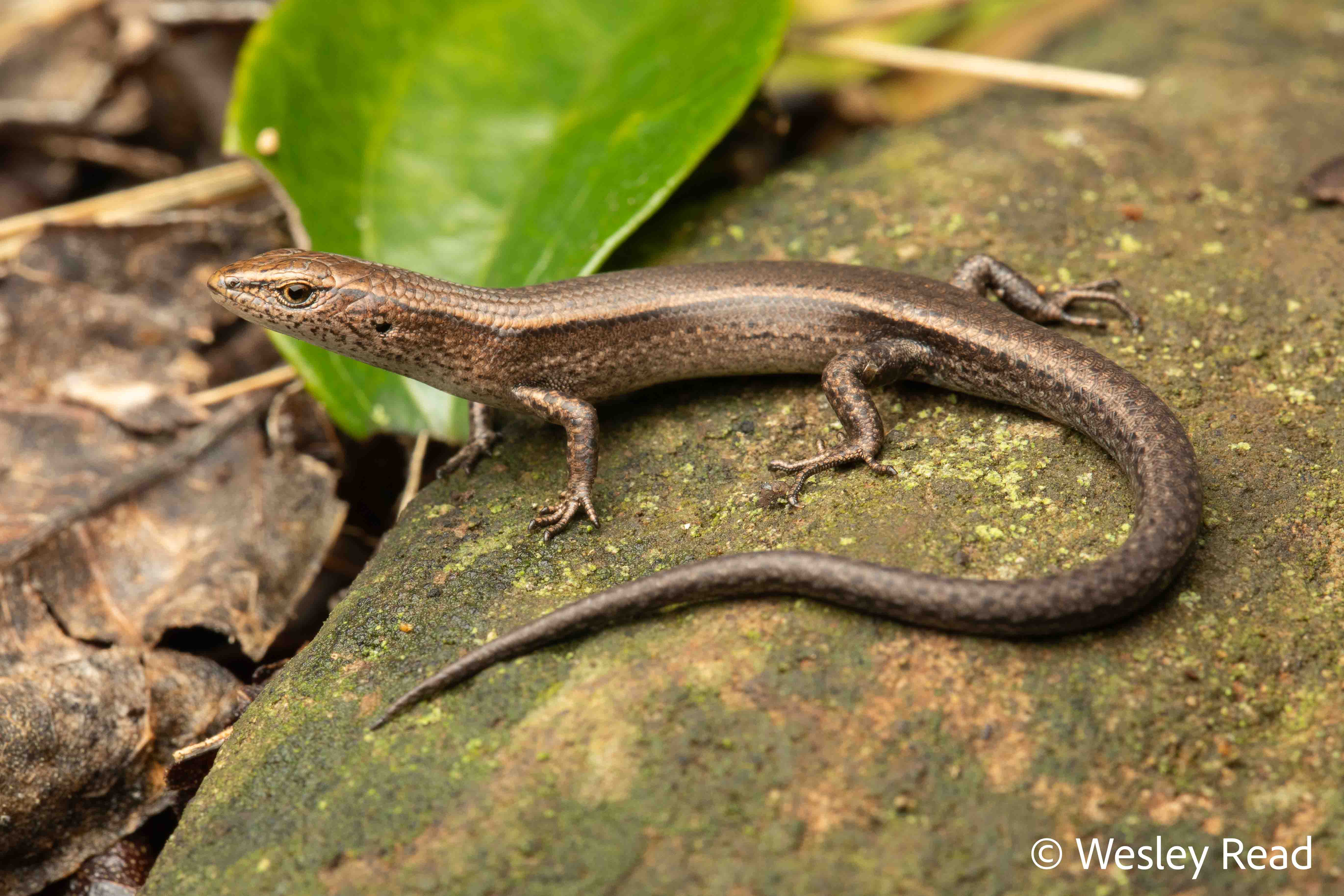 Lampropholis collosus