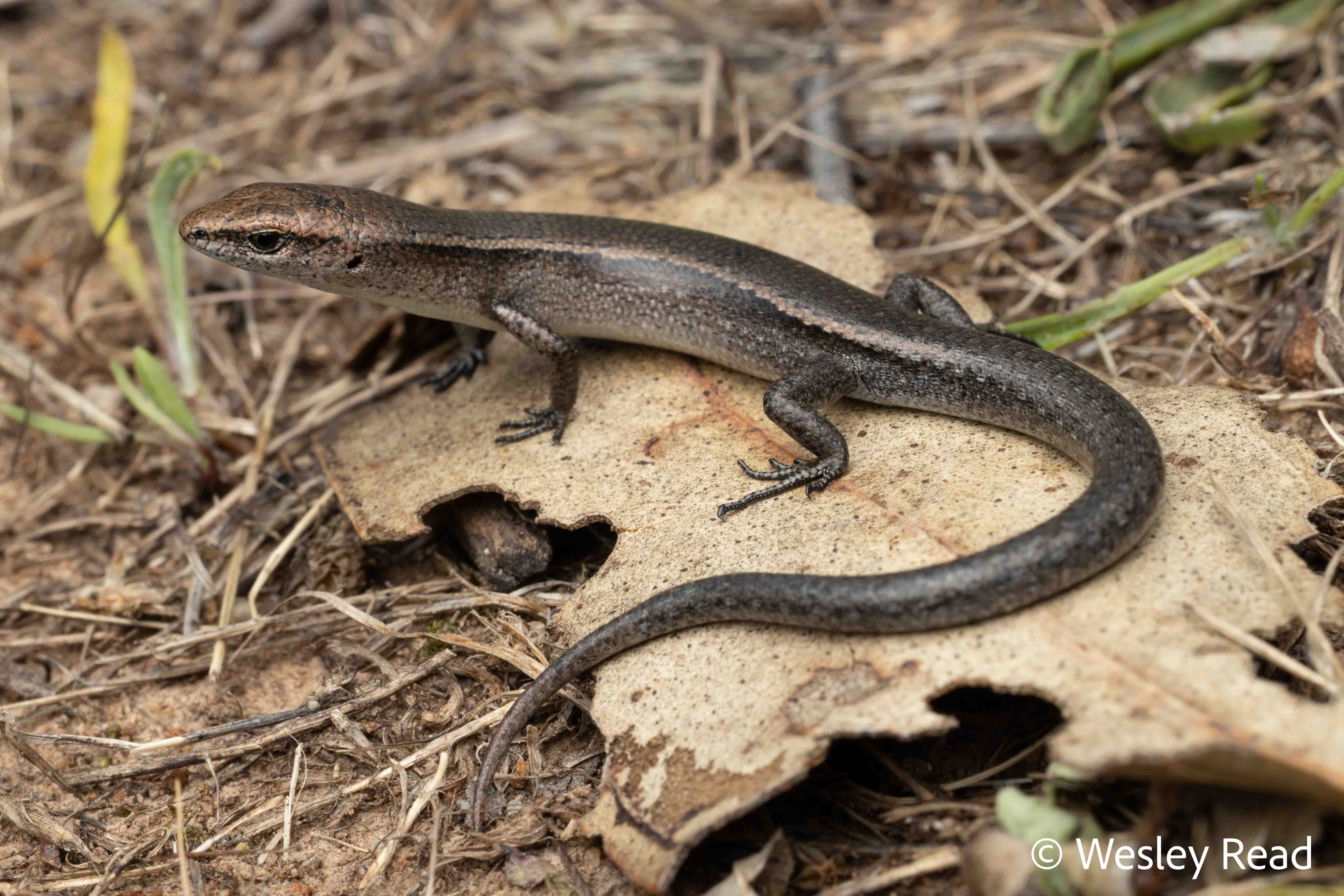 Lampropholis delicata