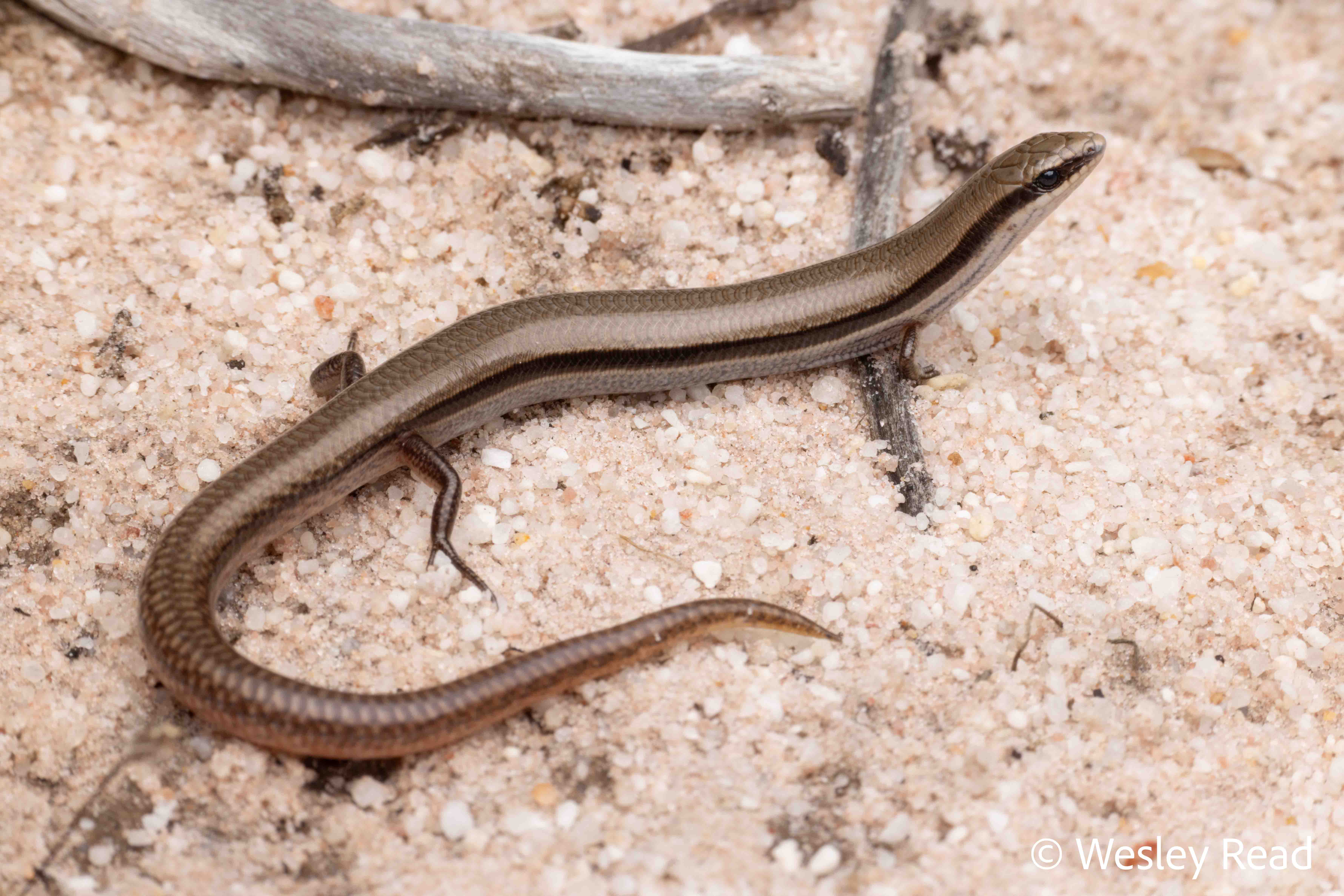 Lerista distinguenda