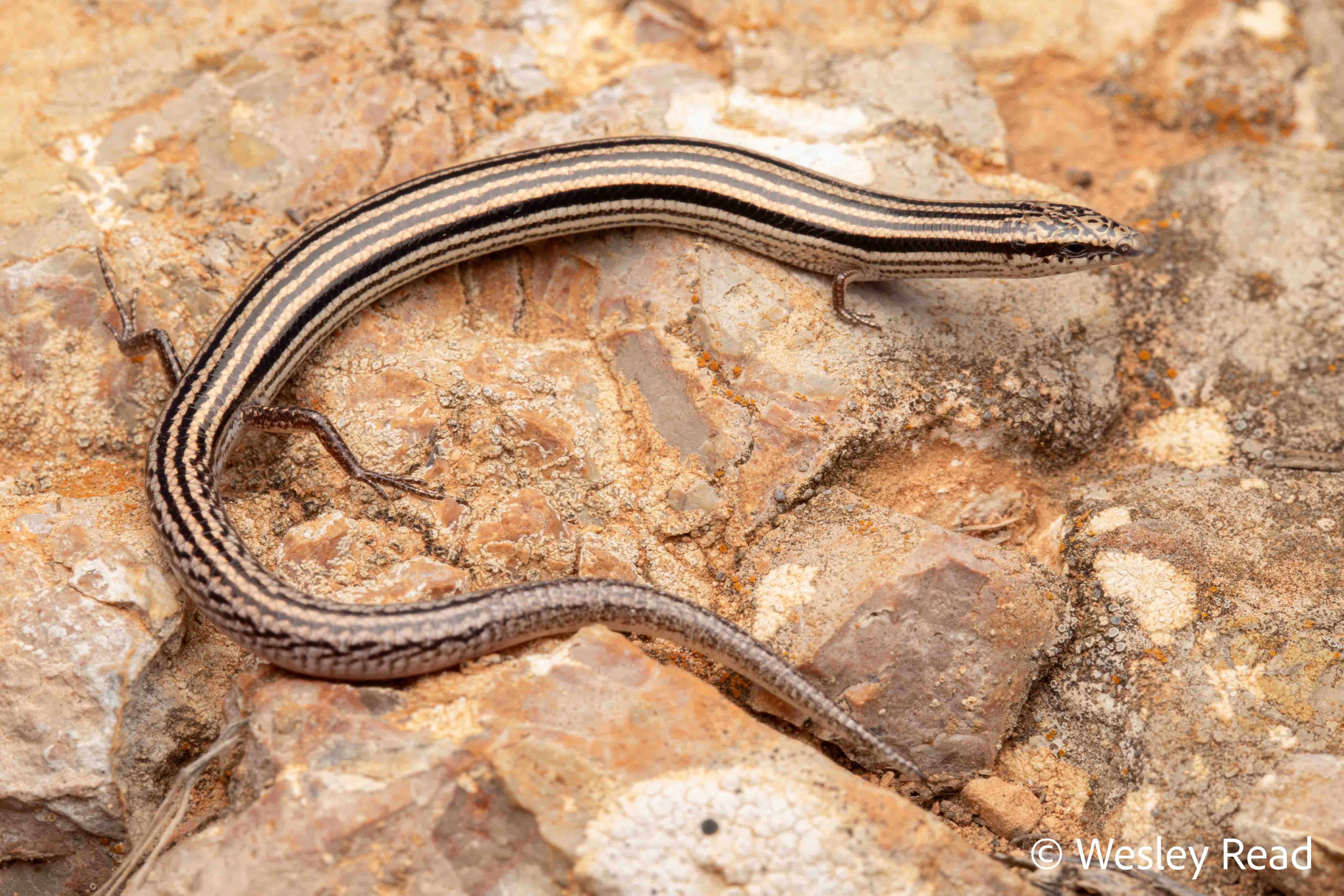 Lerista dorsalis