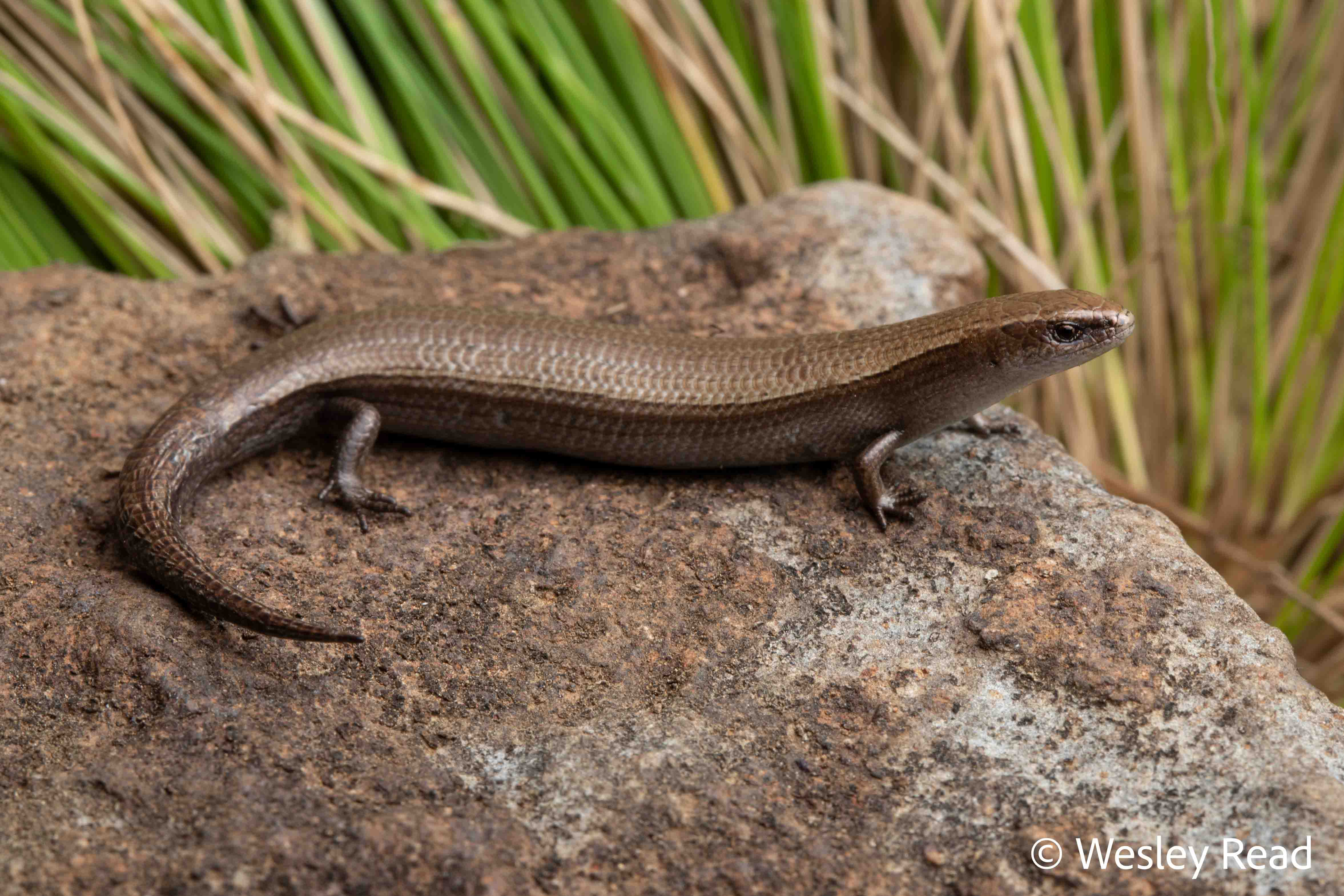 Lampropholis elongata